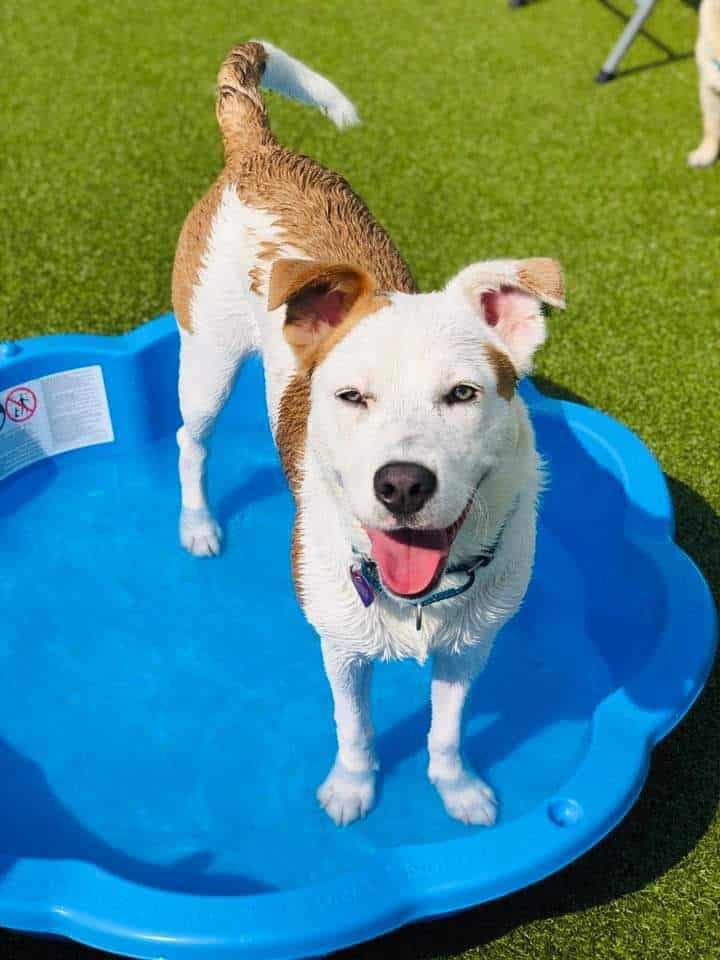 Phoebe's K9 Resort - Seneca Falls, NY