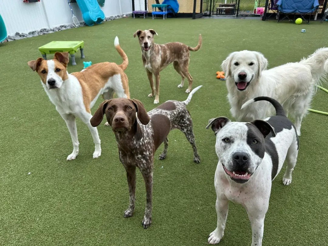 Phoebe's K9 Resort - Seneca Falls, NY