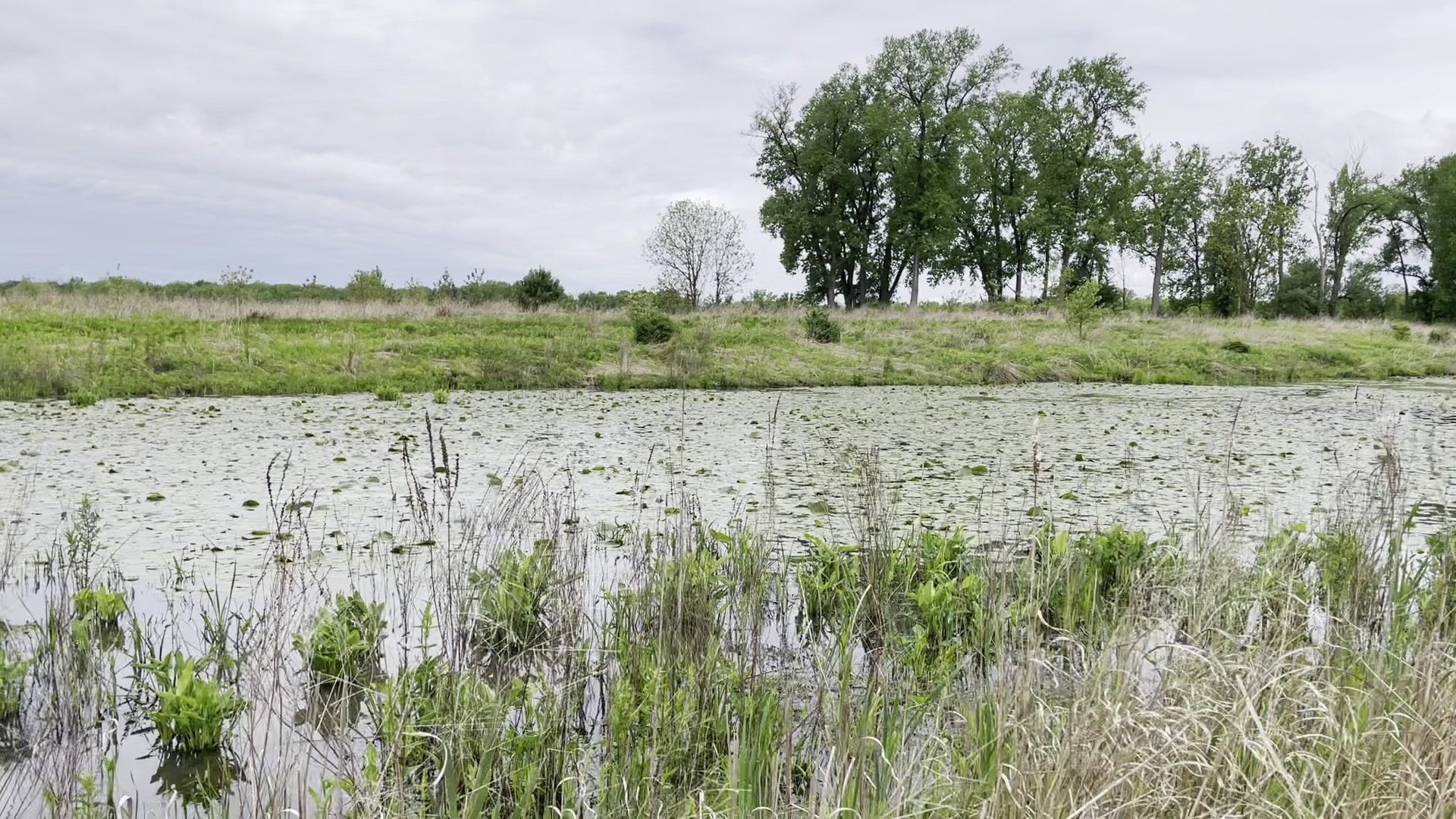 Seneca Meadows Wetlands Preserve - Seneca Falls, NY