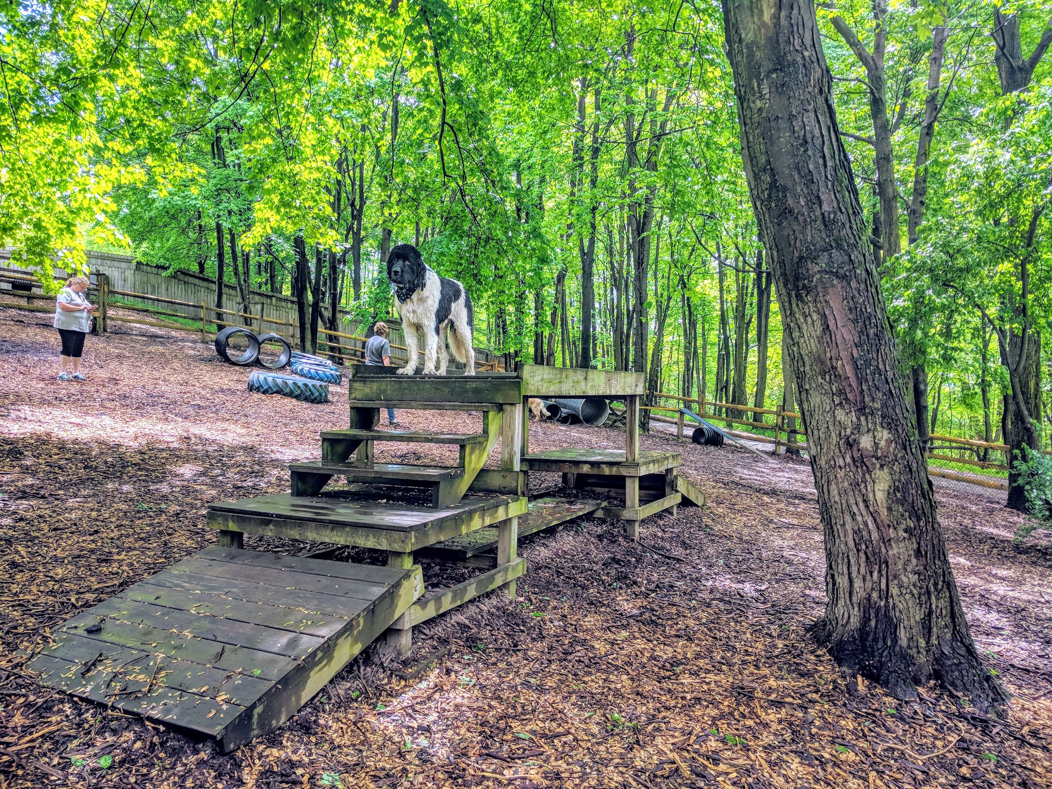 Misty Pines Dog Park Co - Sewickley, PA