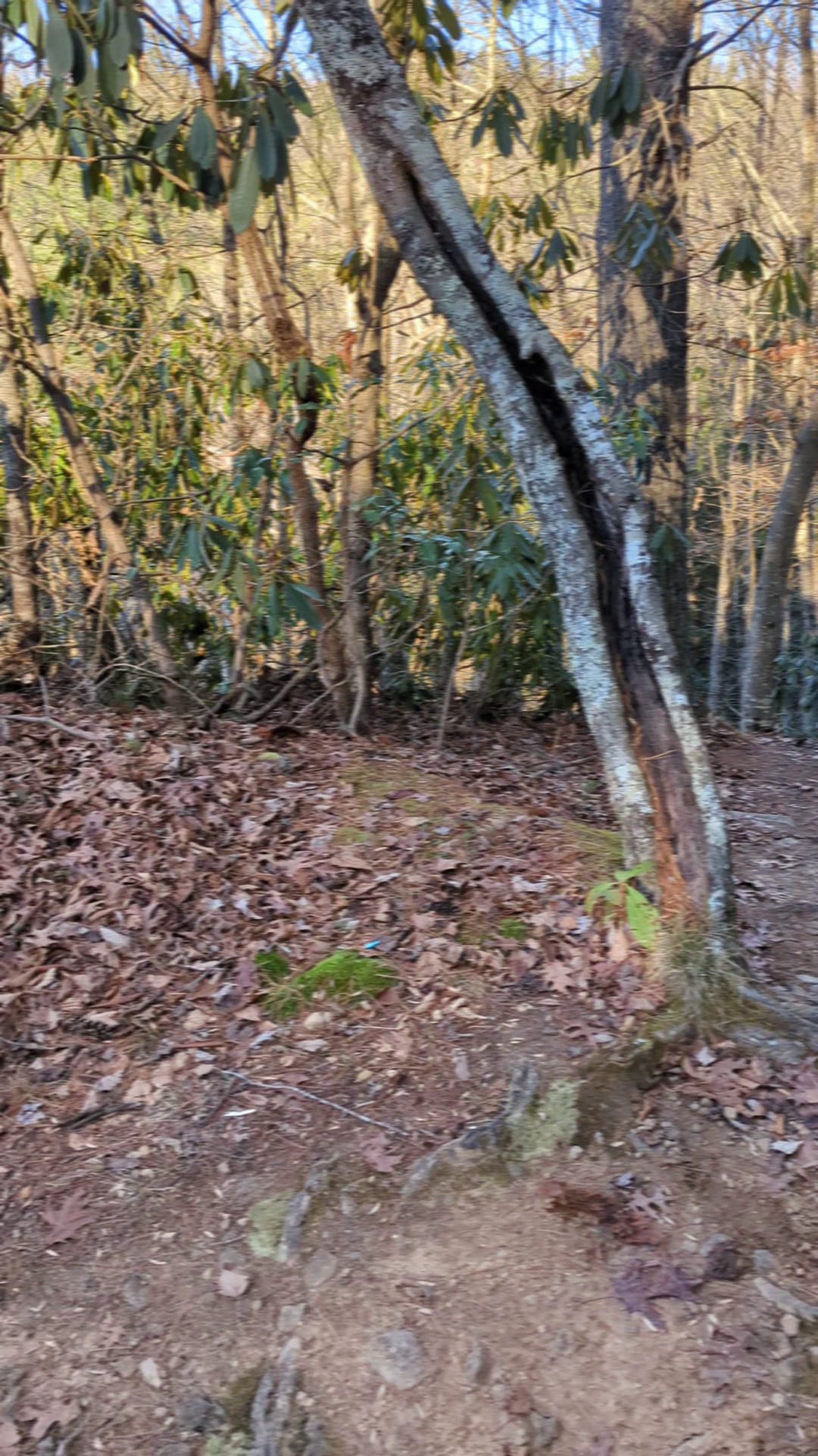 Backbone Rock - Shady Valley, TN