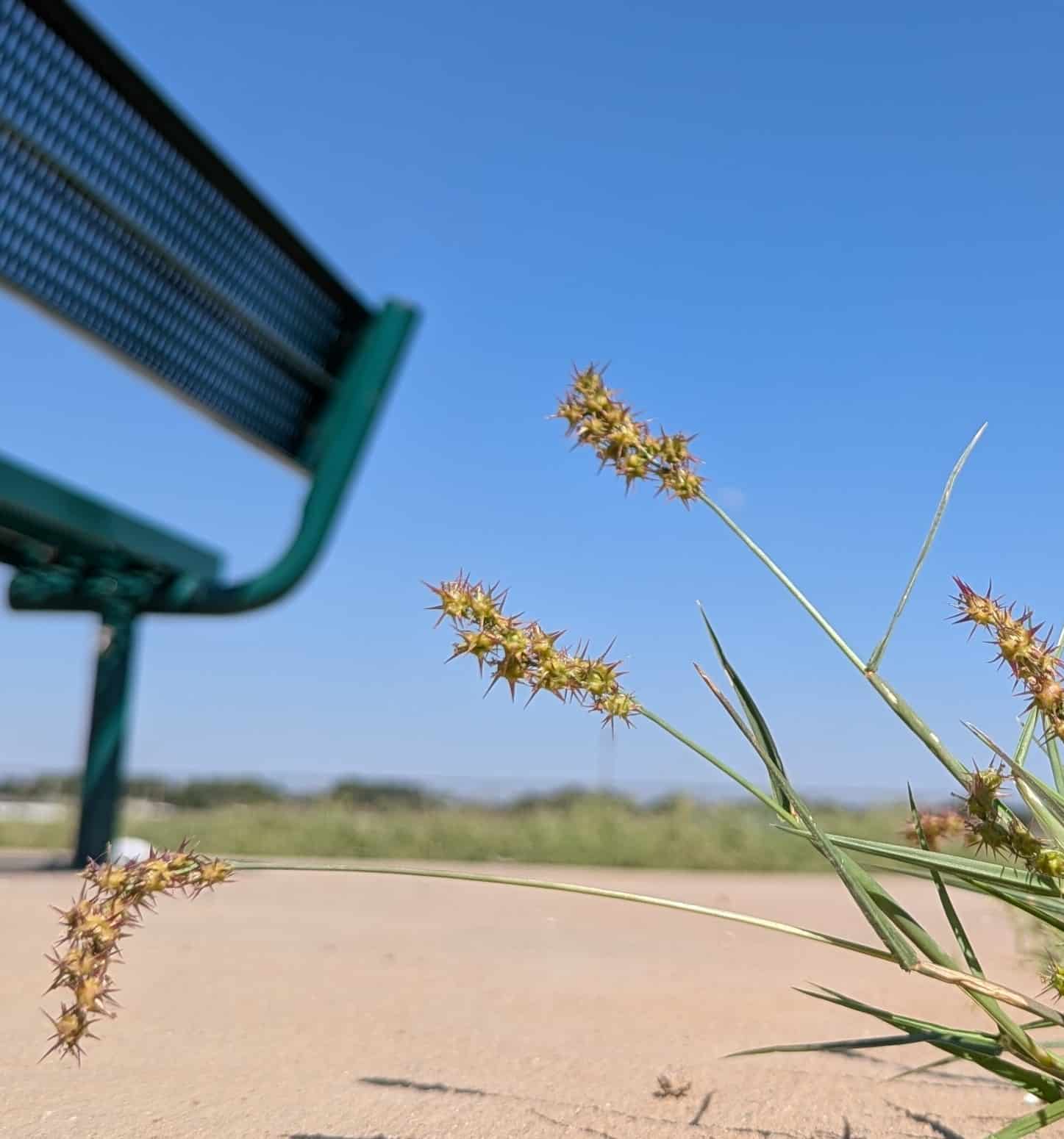 Shallowater Dog Park - Shallowater, TX