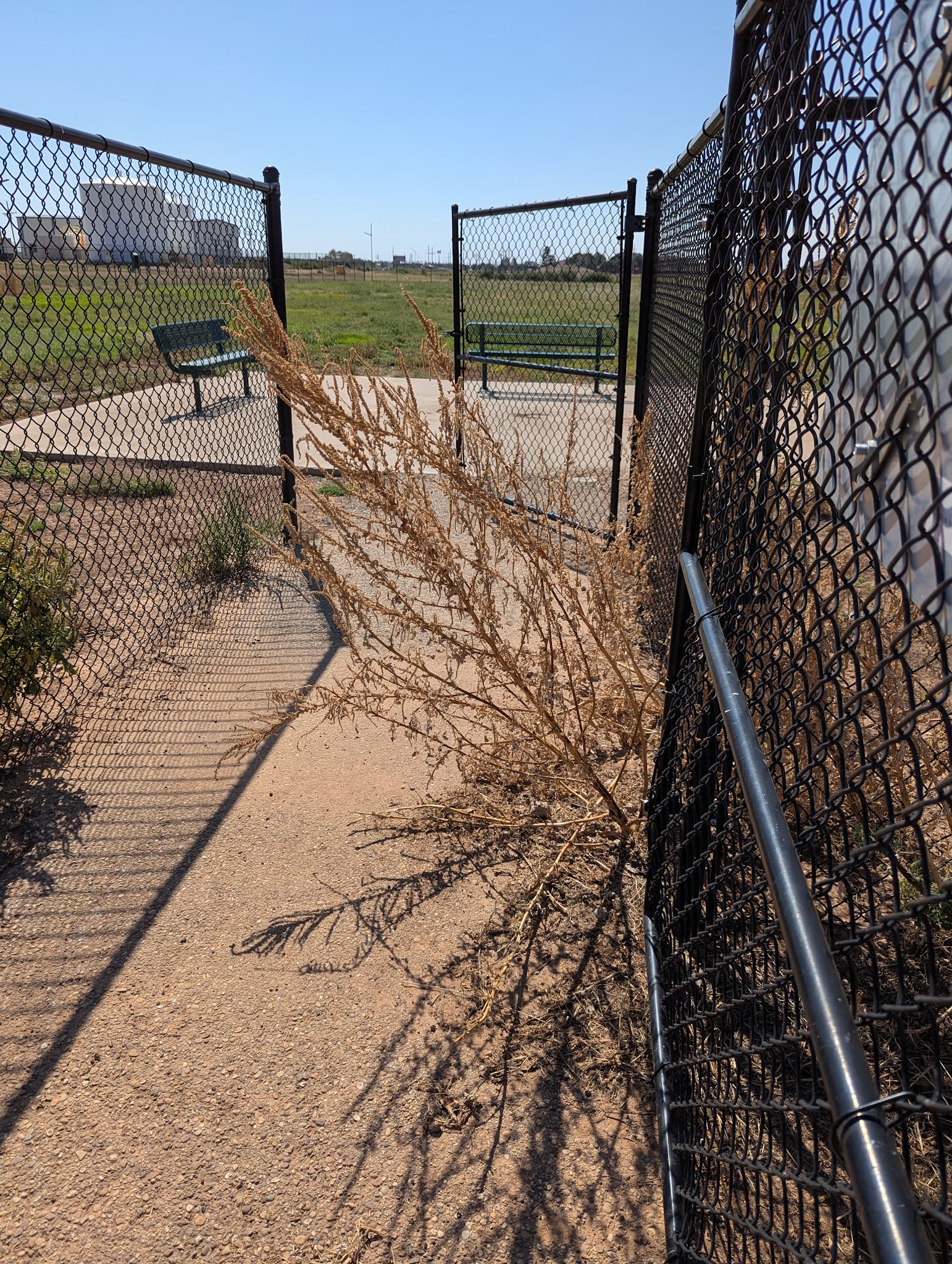 Shallowater Dog Park - Shallowater, TX