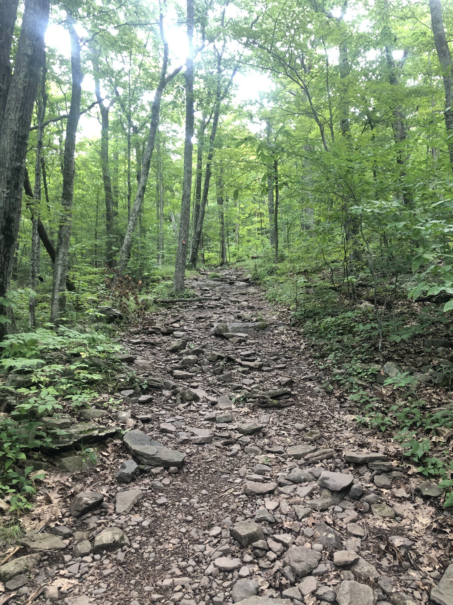 Tremper Mountain Trail - Shandaken, NY