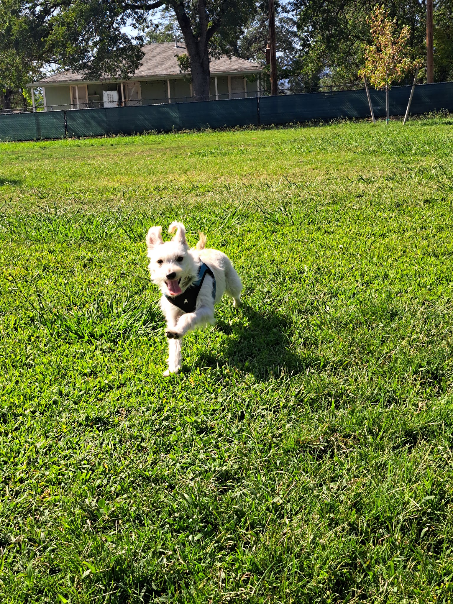 Akard park - Shasta Lake, CA