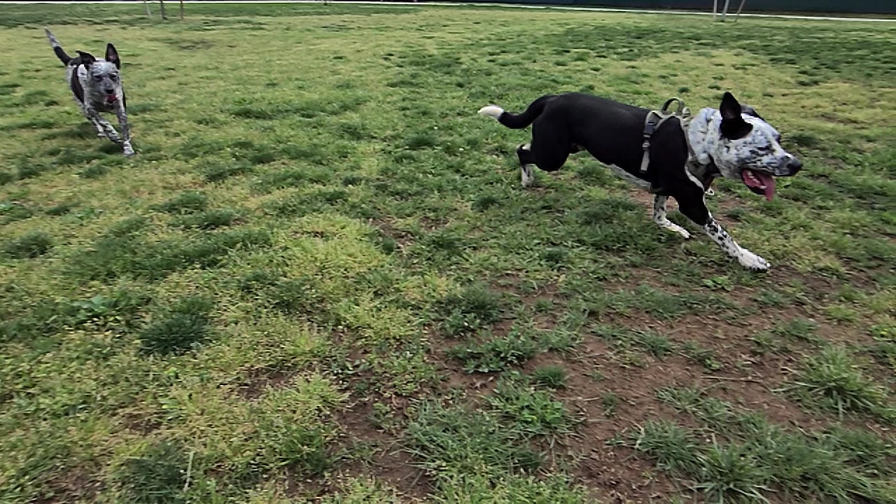 Akard park - Shasta Lake, CA