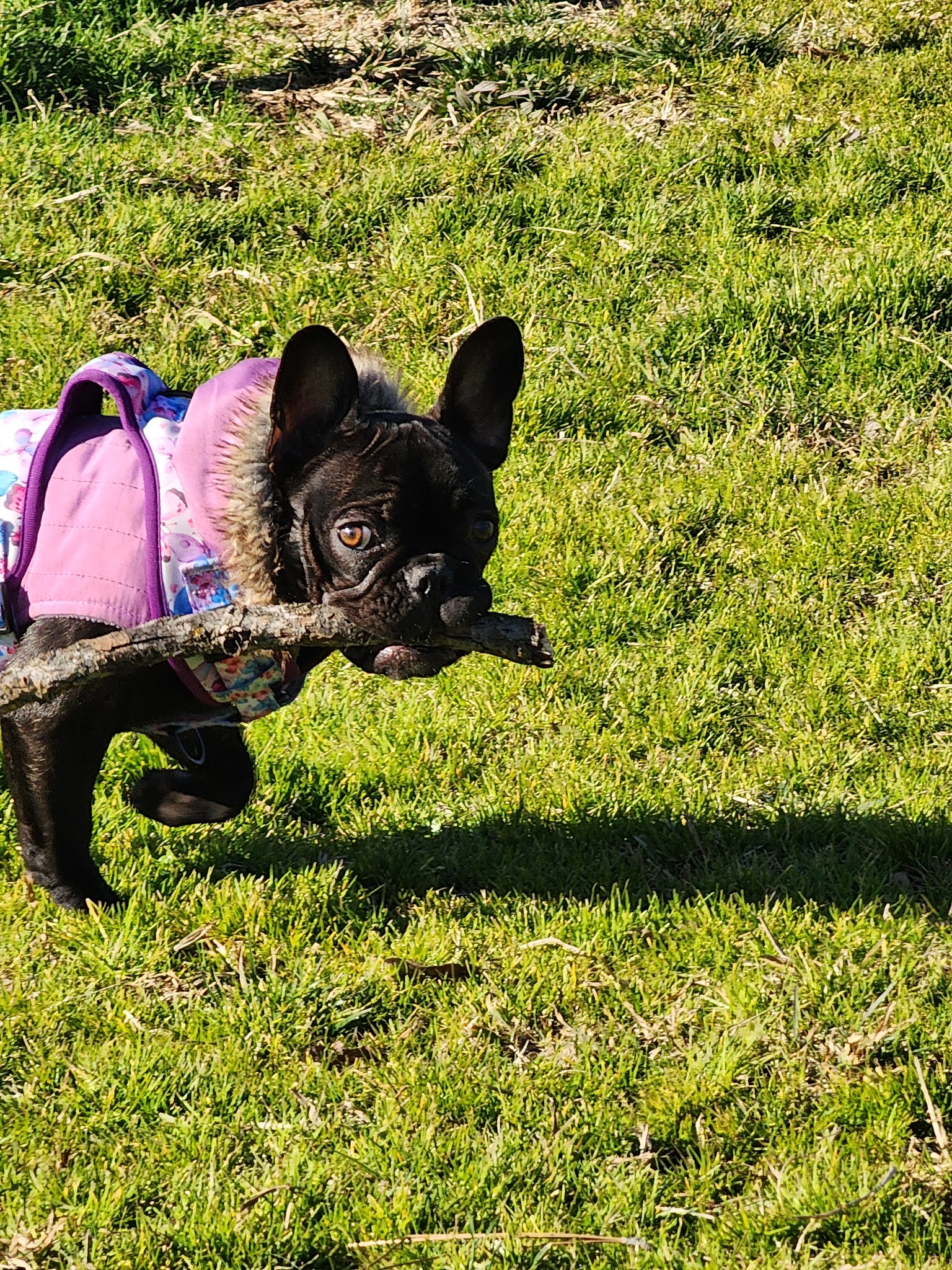 Akard park - Shasta Lake, CA