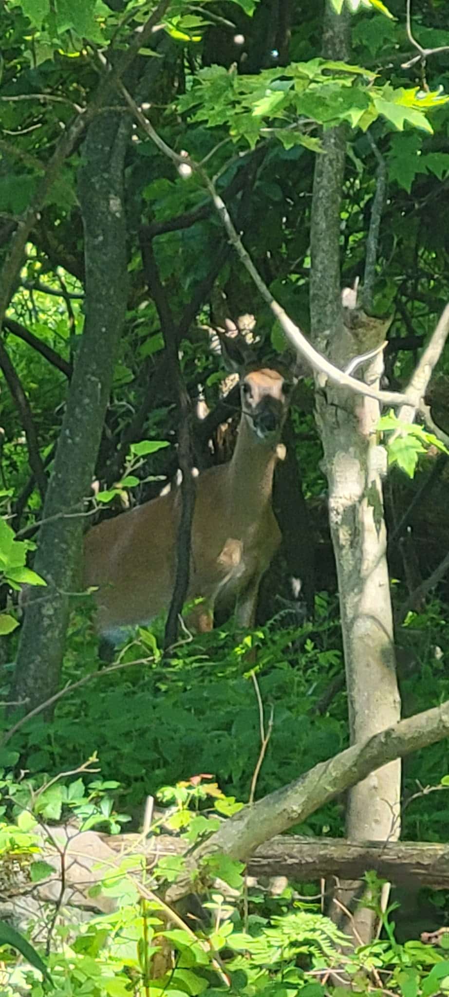 Shenandoah Heights Park - Shenandoah, PA