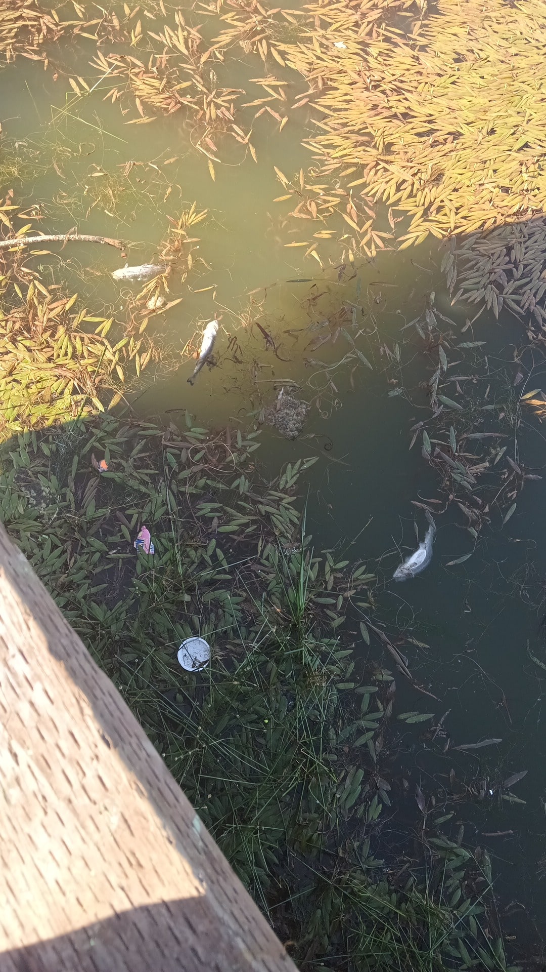 Southside Park - Sheridan, OR