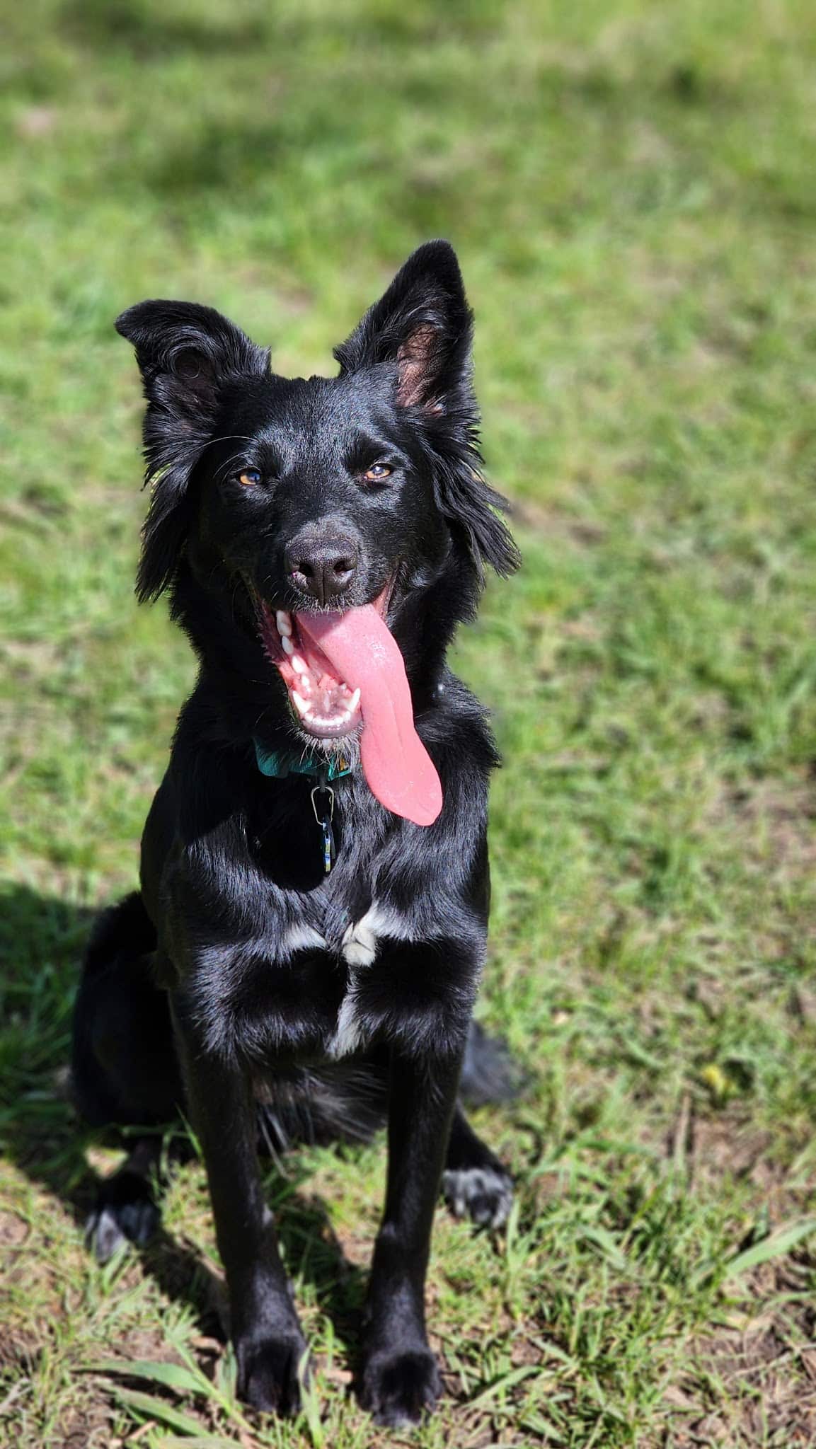 W. 16th Street Dog Park - Sheridan, WY