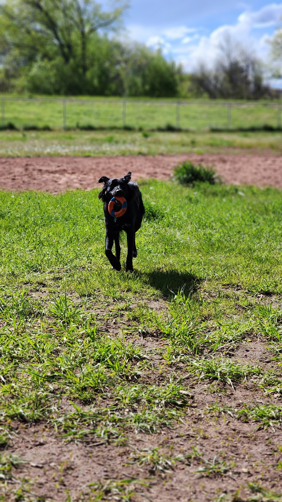 W. 16th Street Dog Park - Sheridan, WY
