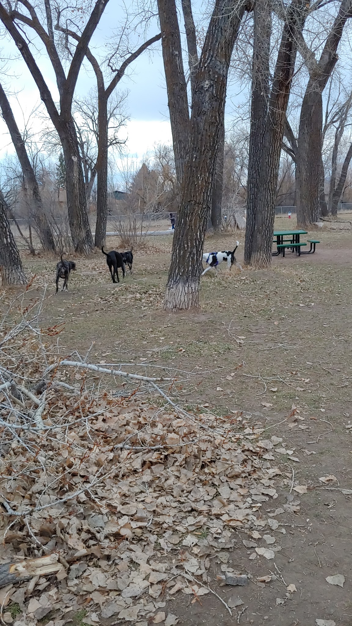 W. 16th Street Dog Park - Sheridan, WY