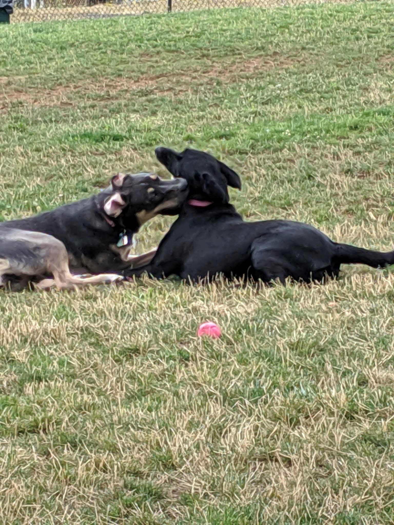 Sherwood Dog Park - Sherwood, OR