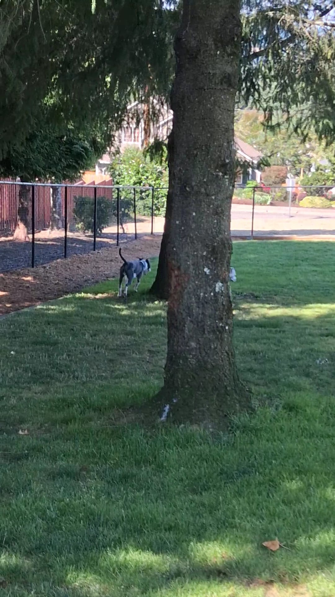 Sherwood Dog Park - Sherwood, OR