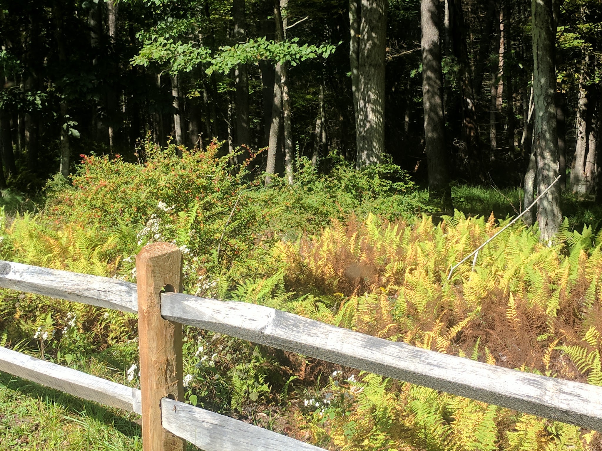 Rohman Park(no dogs allowed) - Shohola, PA
