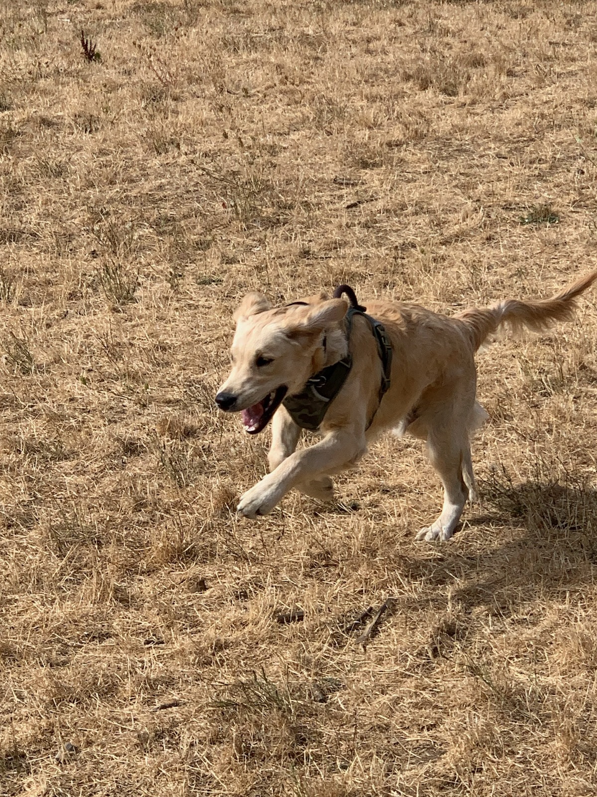 Silverton Dog Park - Silverton, OR