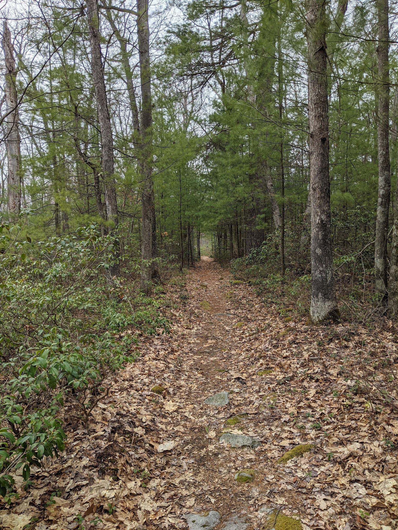 Black Forest Trail - Slate Run, PA
