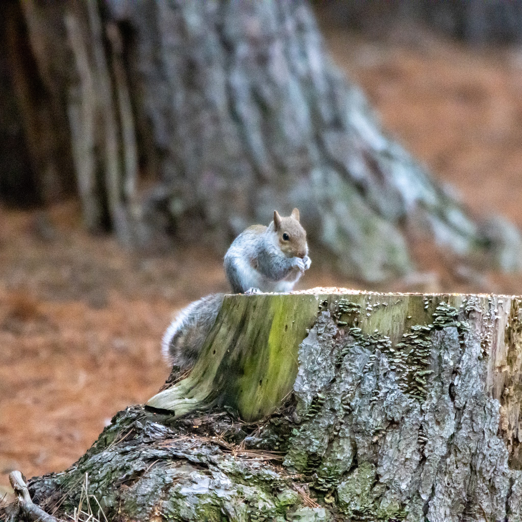 Lions Community Park - Smithsburg, MD