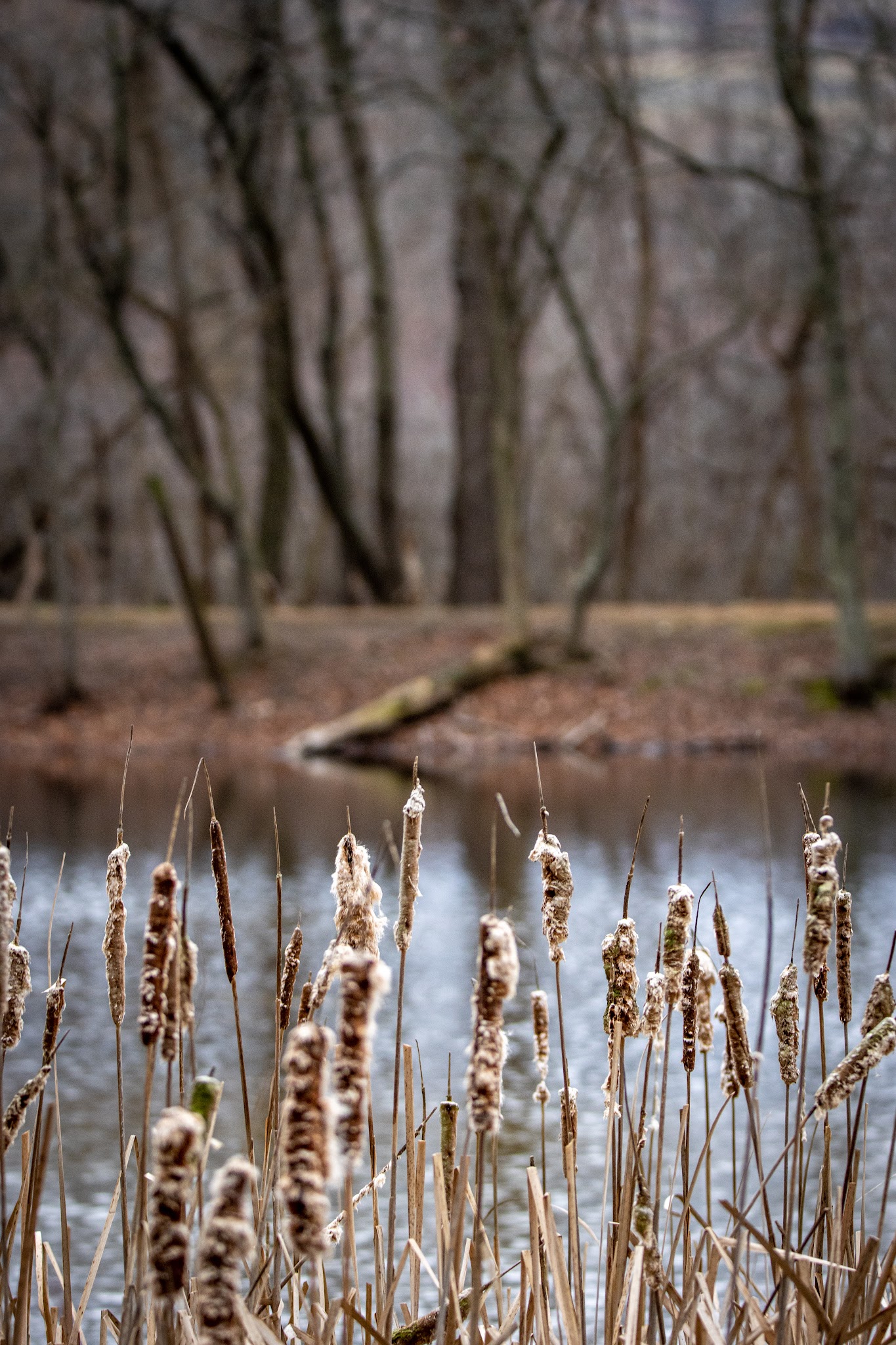 Lions Community Park - Smithsburg, MD