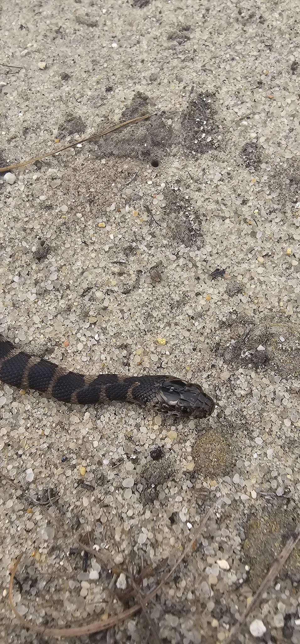 Foster Tract Public Recreation Area - Snow Hill, MD