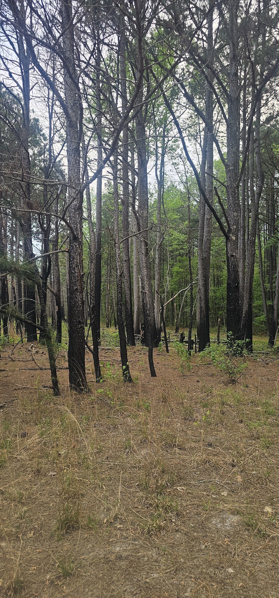 Foster Tract Public Recreation Area - Snow Hill, MD