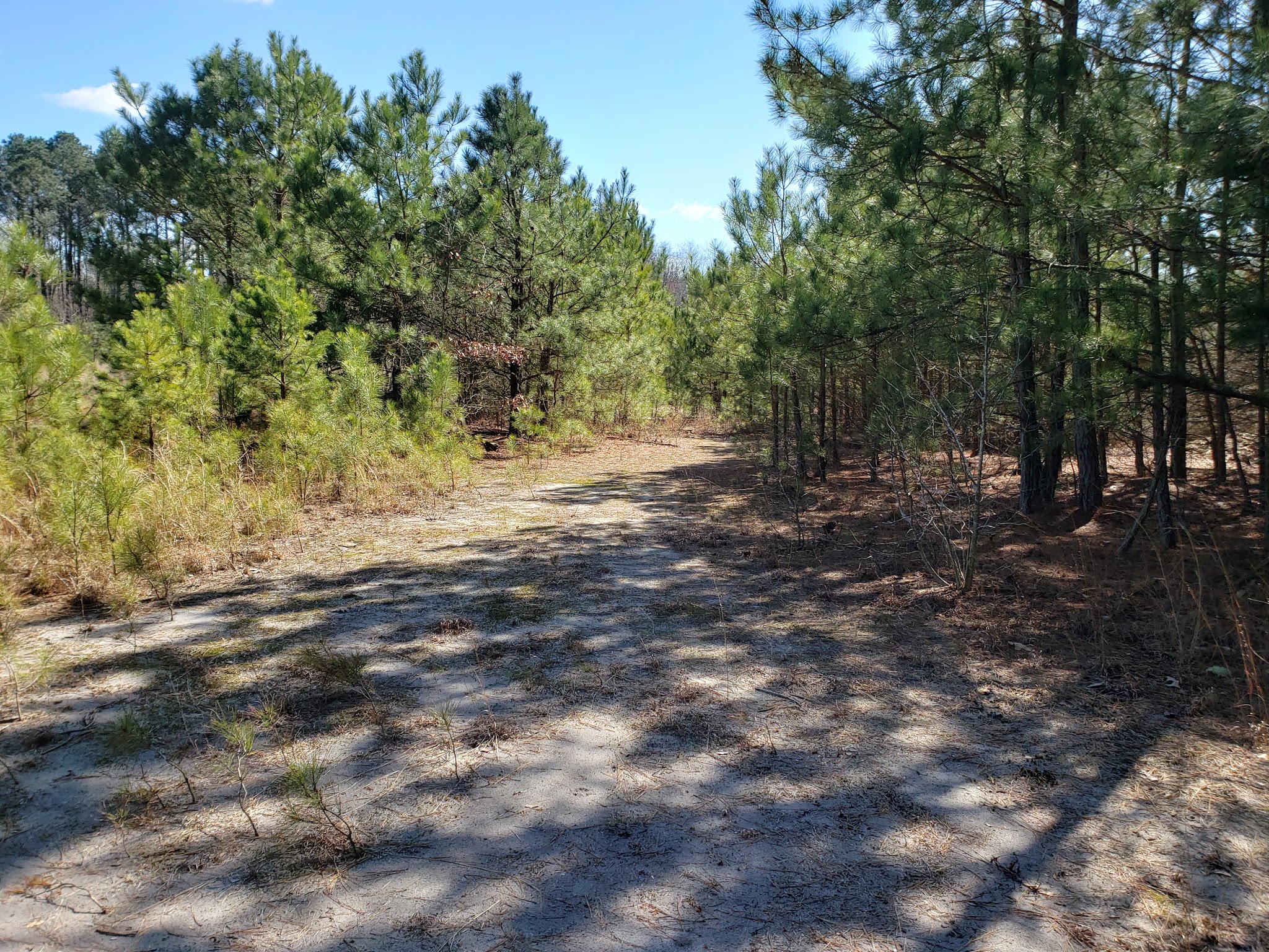 Foster Tract Public Recreation Area - Snow Hill, MD
