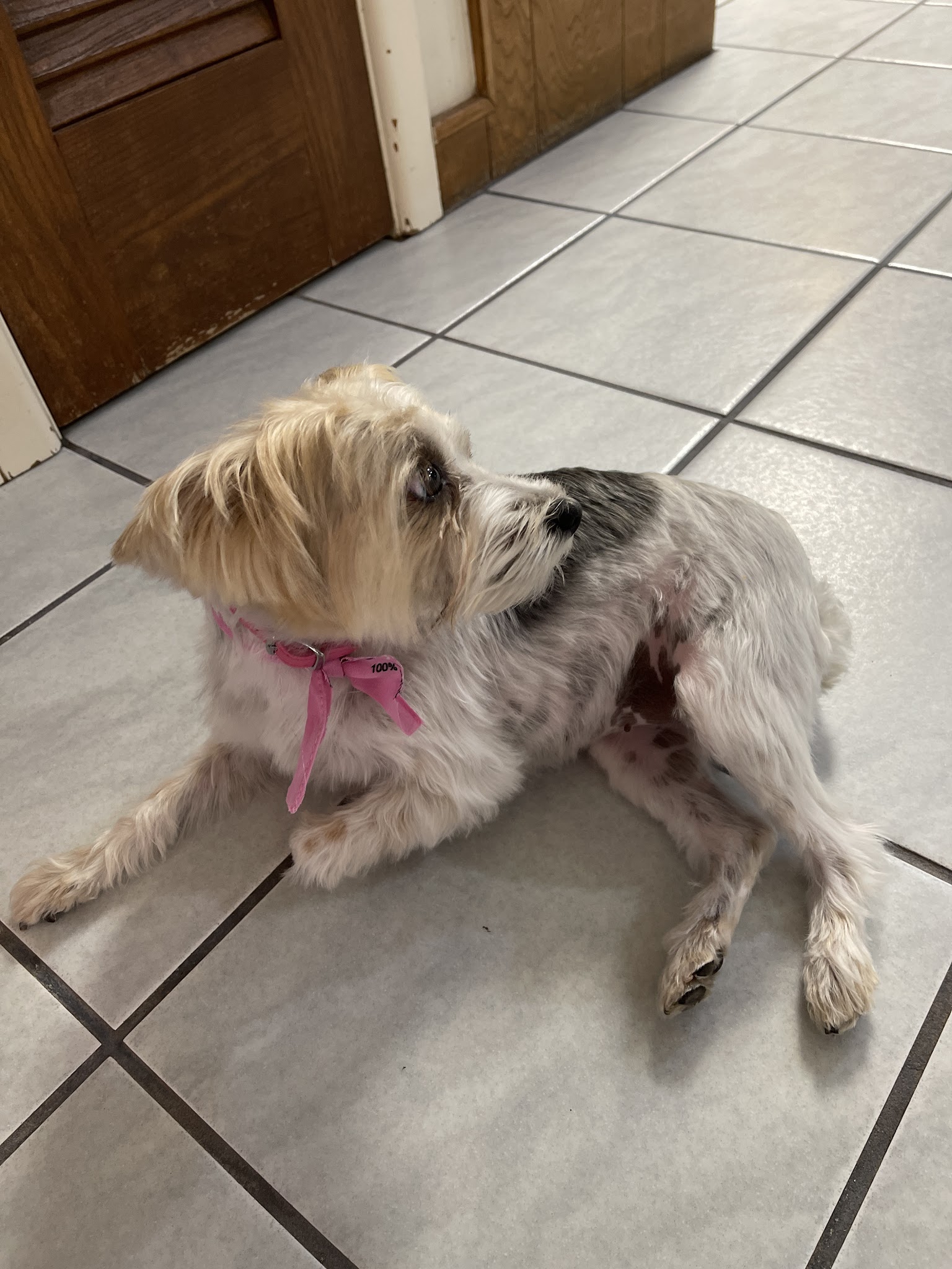 Klip'N K-9's - Snyder, TX