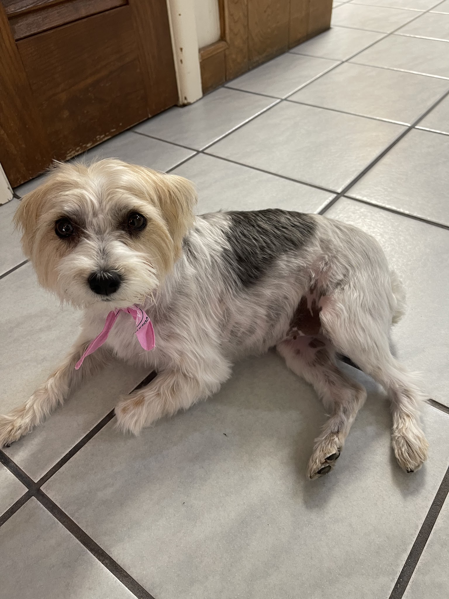 Klip'N K-9's - Snyder, TX