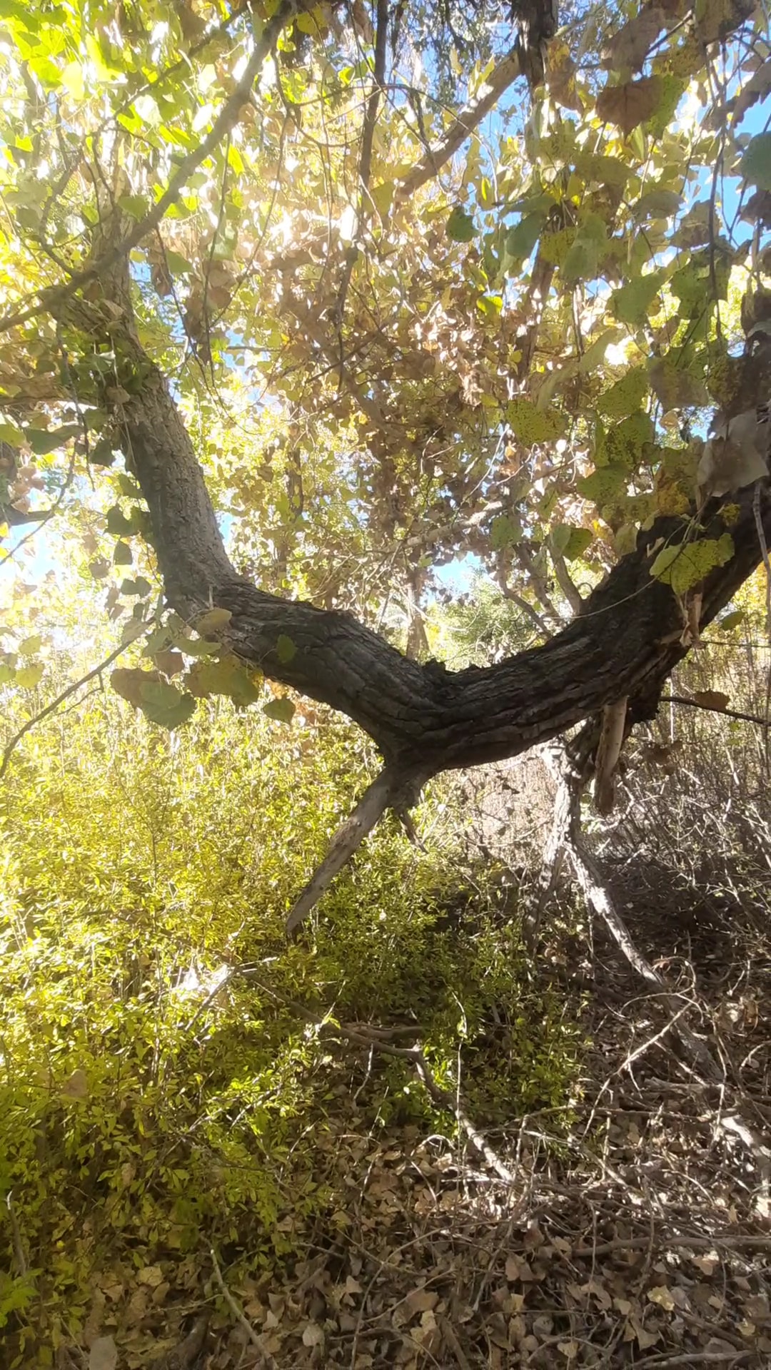 Bosque Park - Socorro, NM
