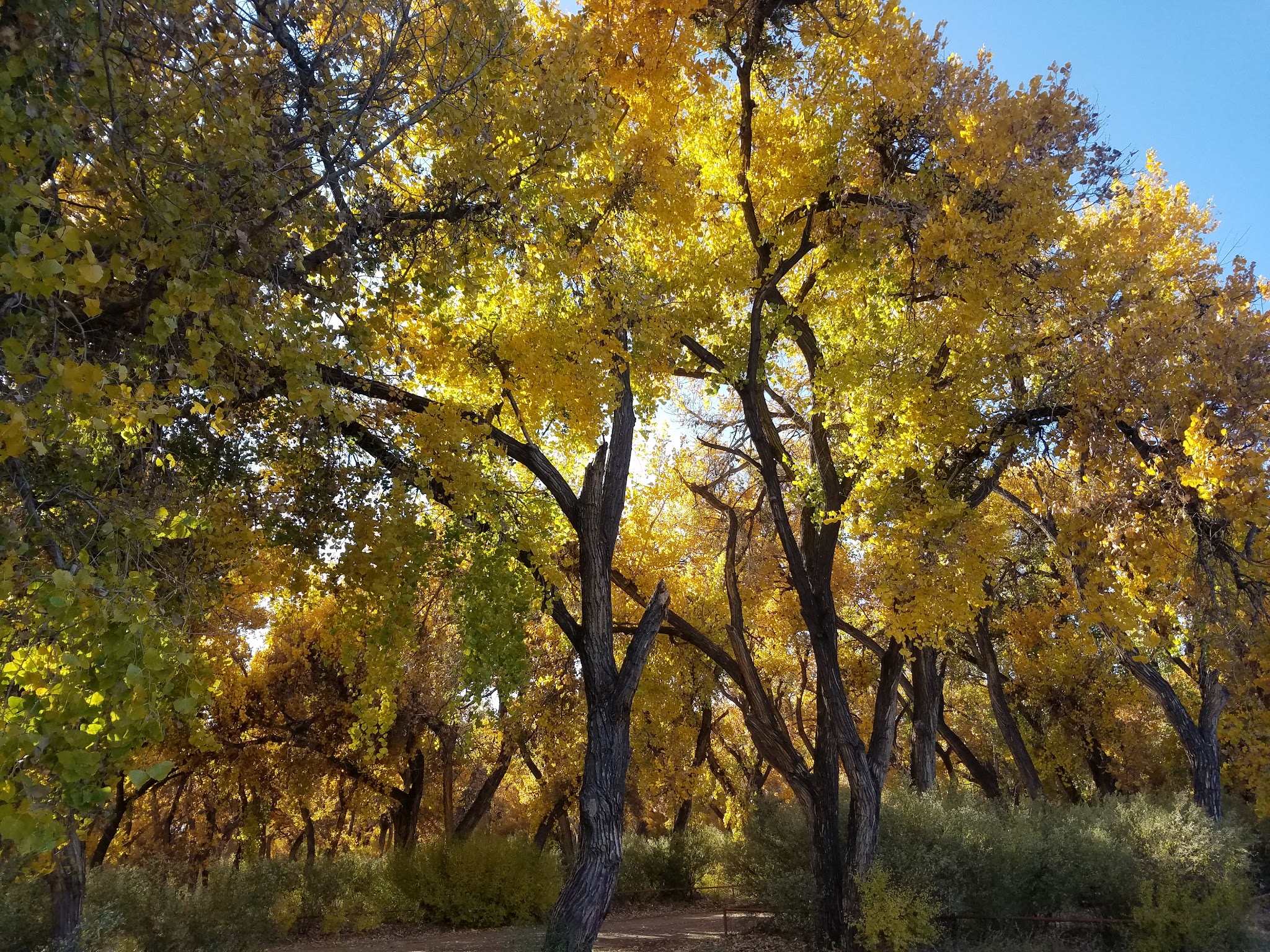 Bosque Park - Socorro, NM