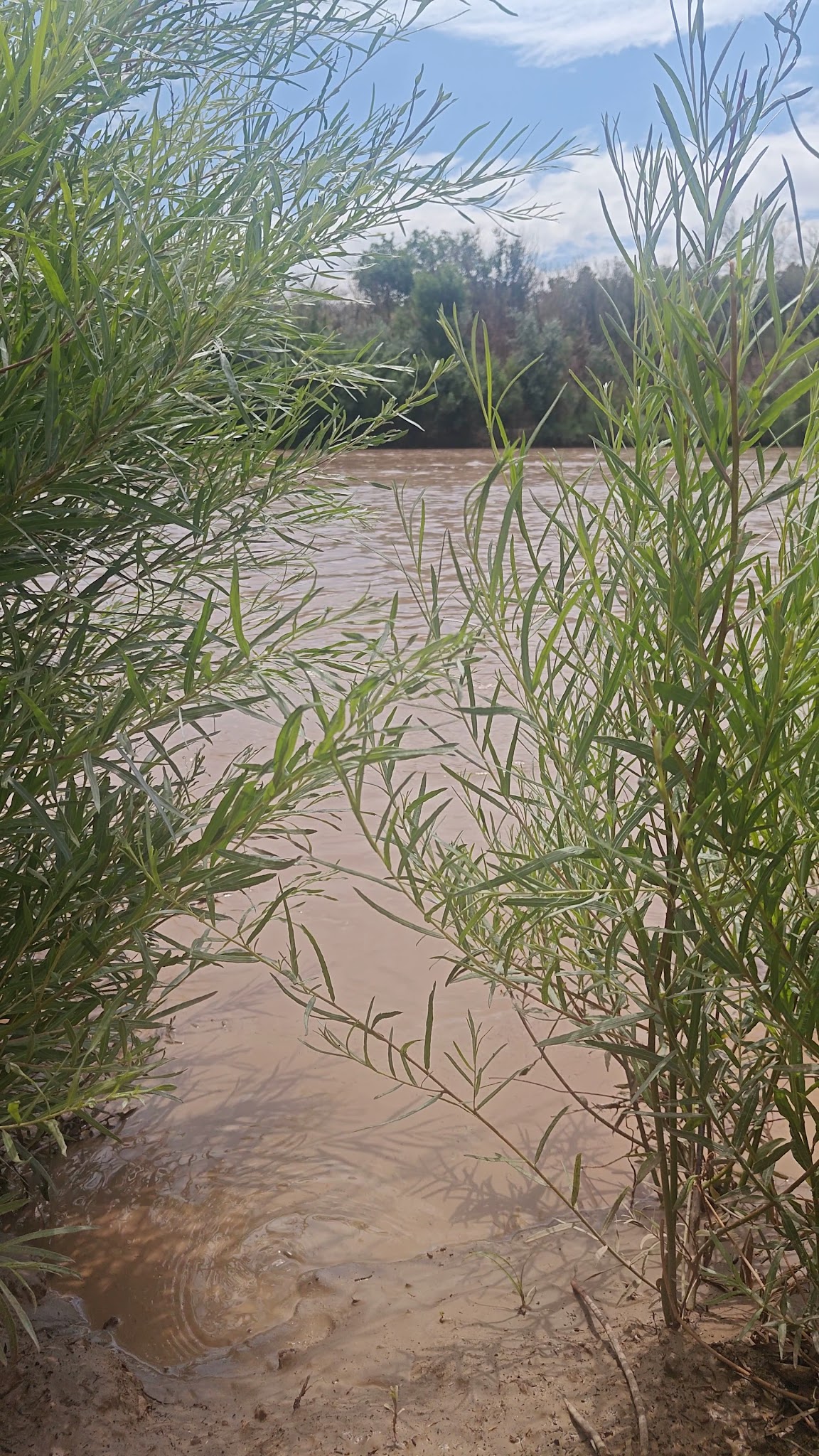 Island Park - Socorro, NM