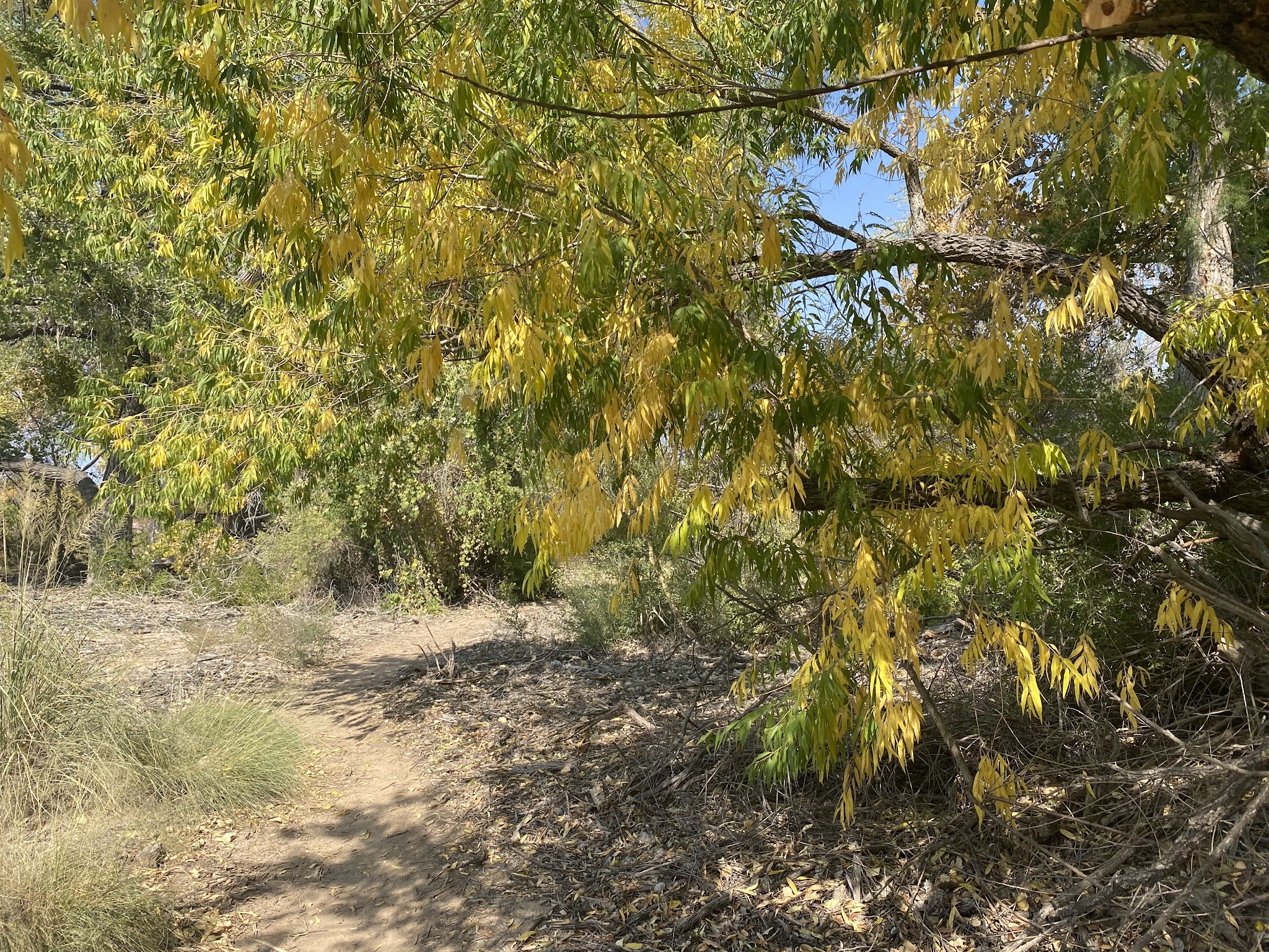 Island Park - Socorro, NM