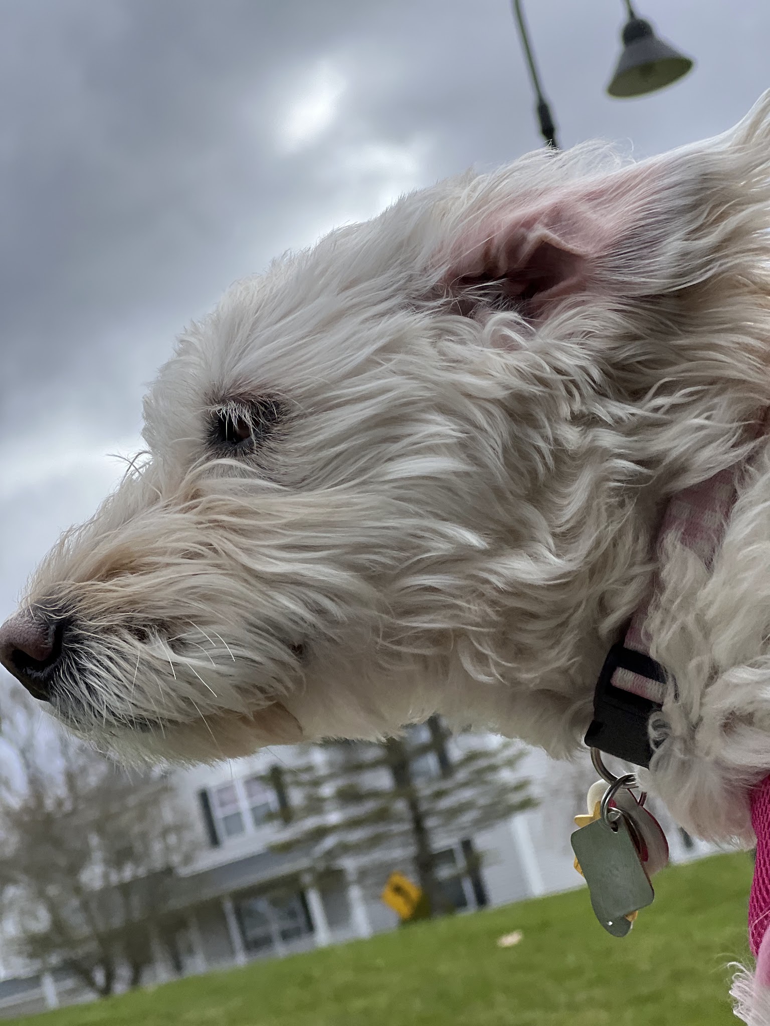Somers Dog Park - Somers, NY