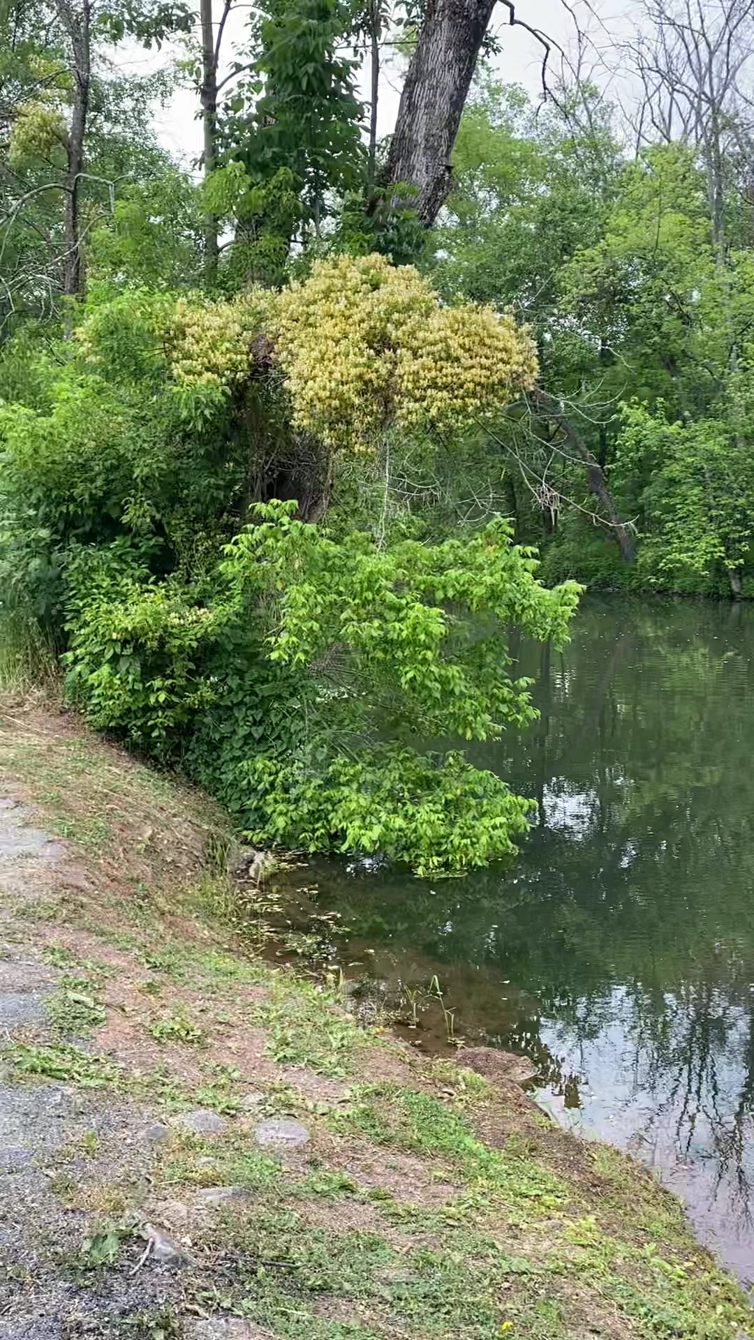 Delaware & Raritan Canal State Park Trail - Amwell Road - Somerset, NJ