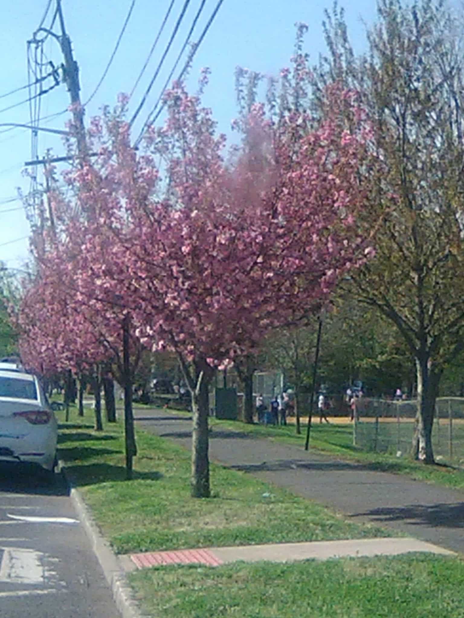 Michael Lepp Park - Somerville, NJ