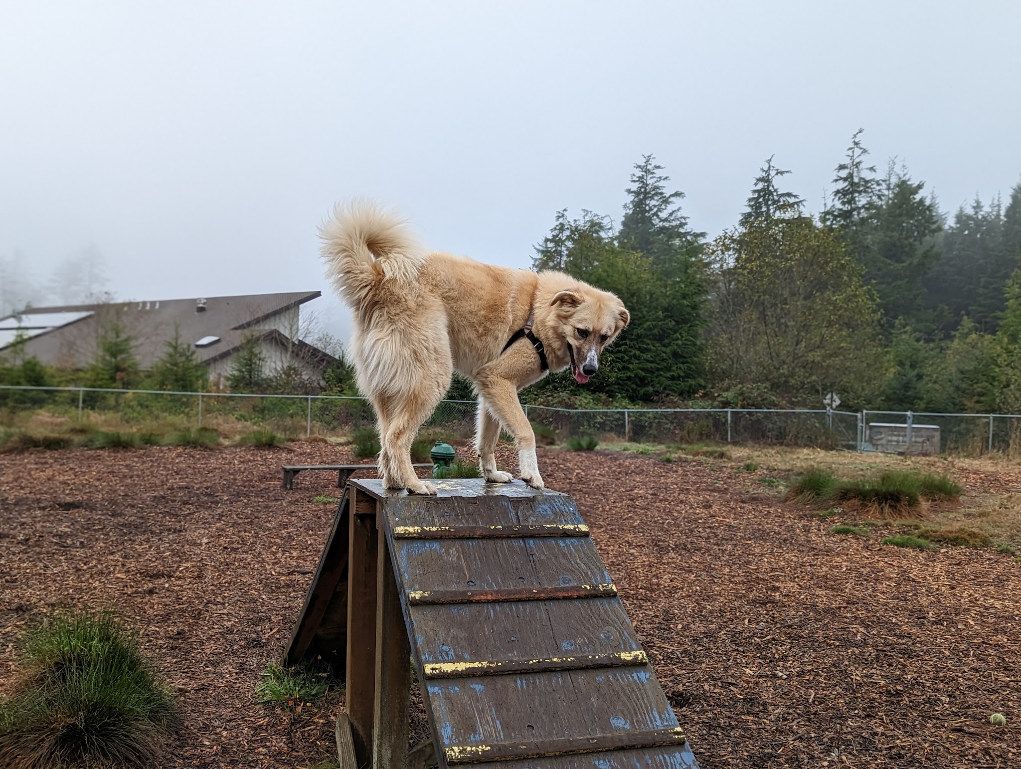 Wilder Dog Park - South Beach, OR