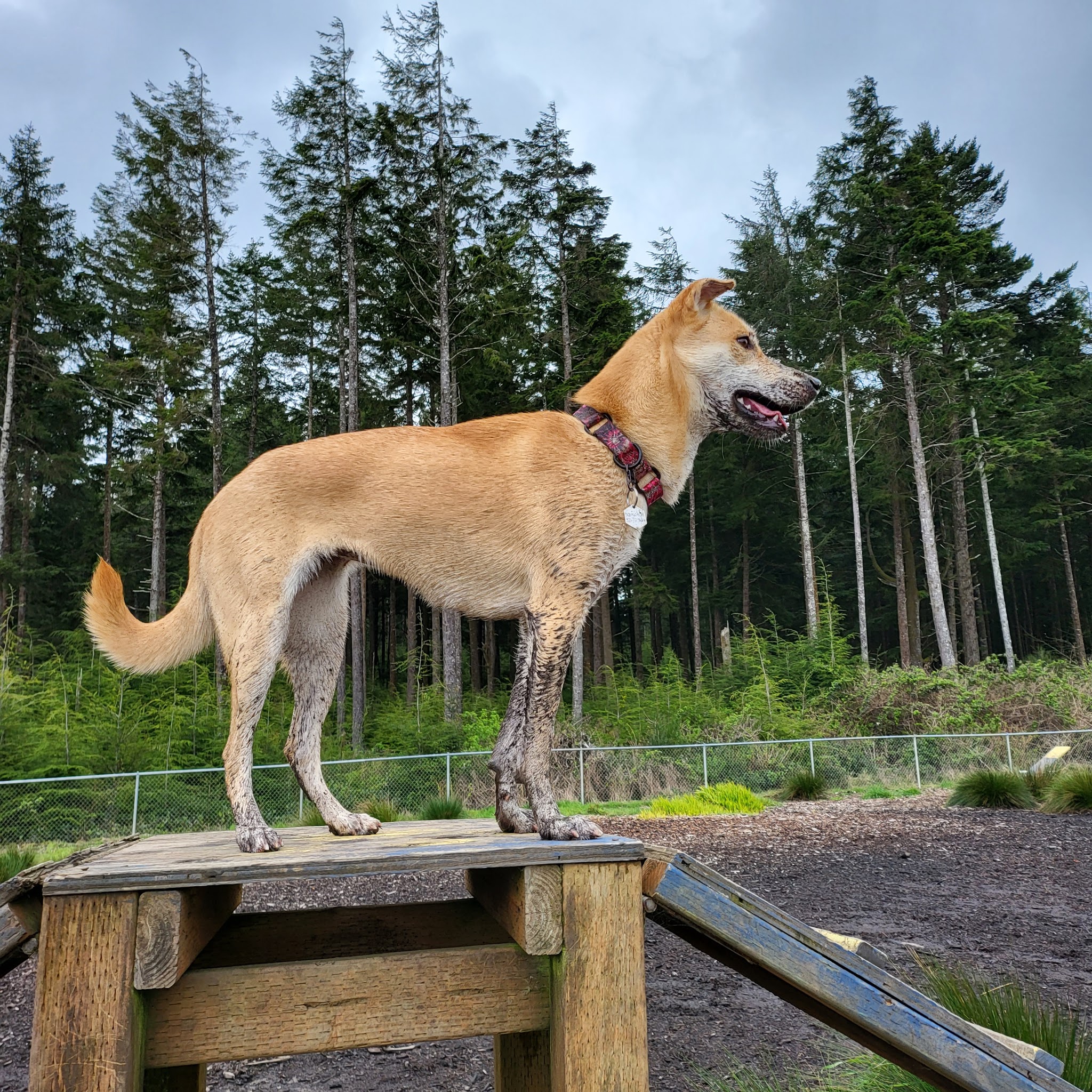 Wilder Dog Park - South Beach, OR