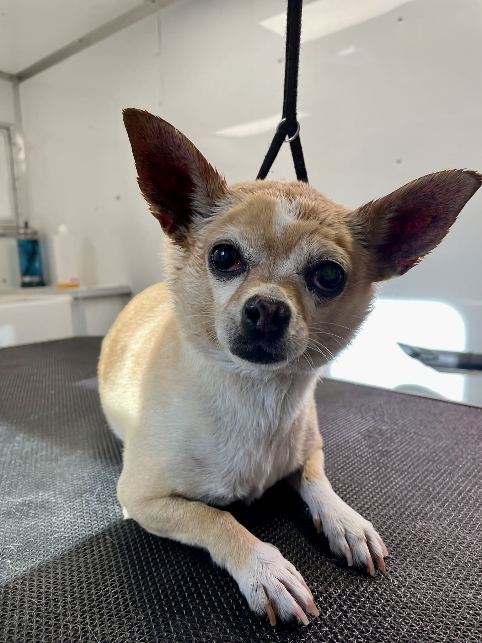 Ruff Dogs - South Fork, CO