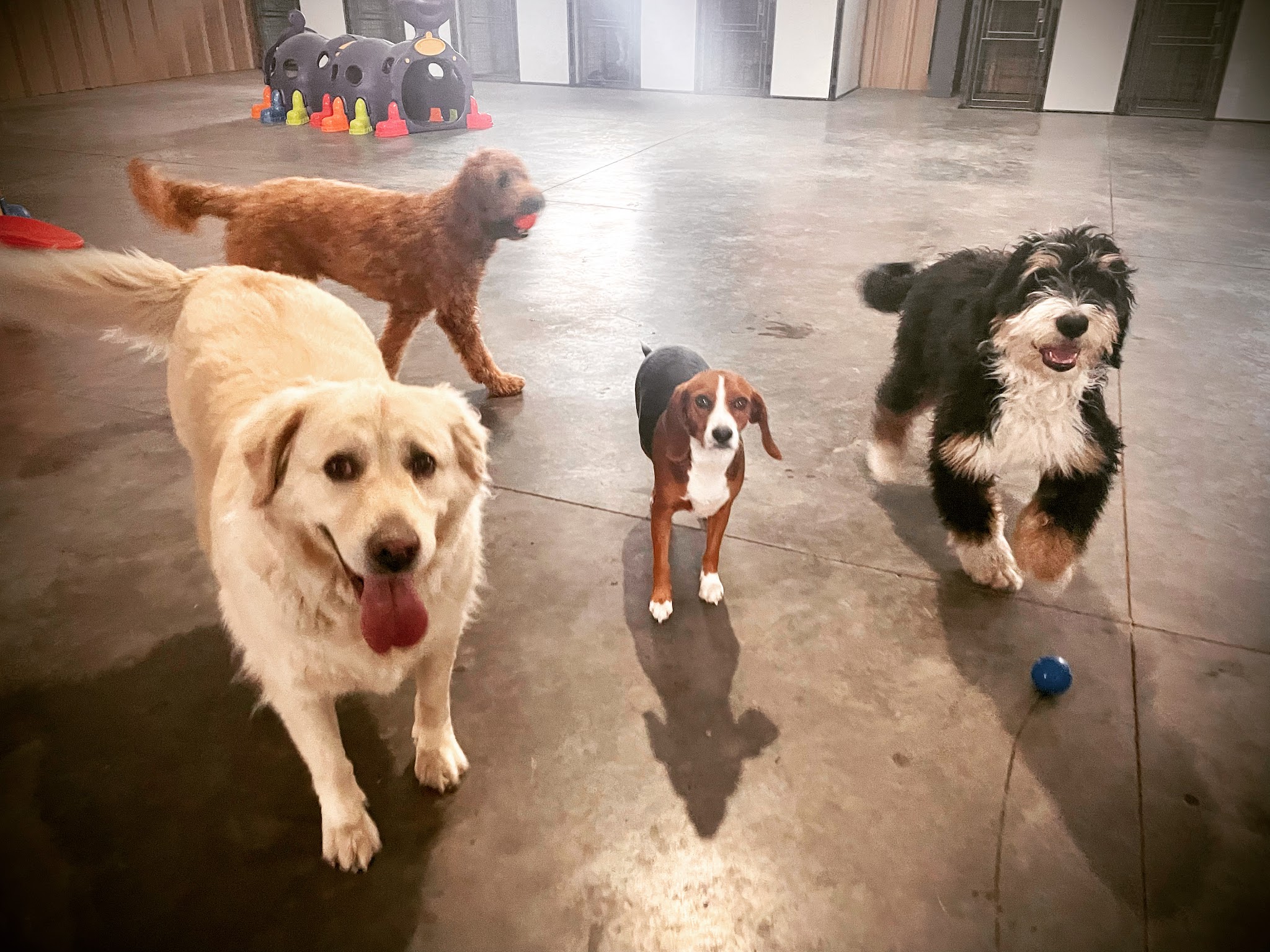 Ruff Dogs - South Fork, CO