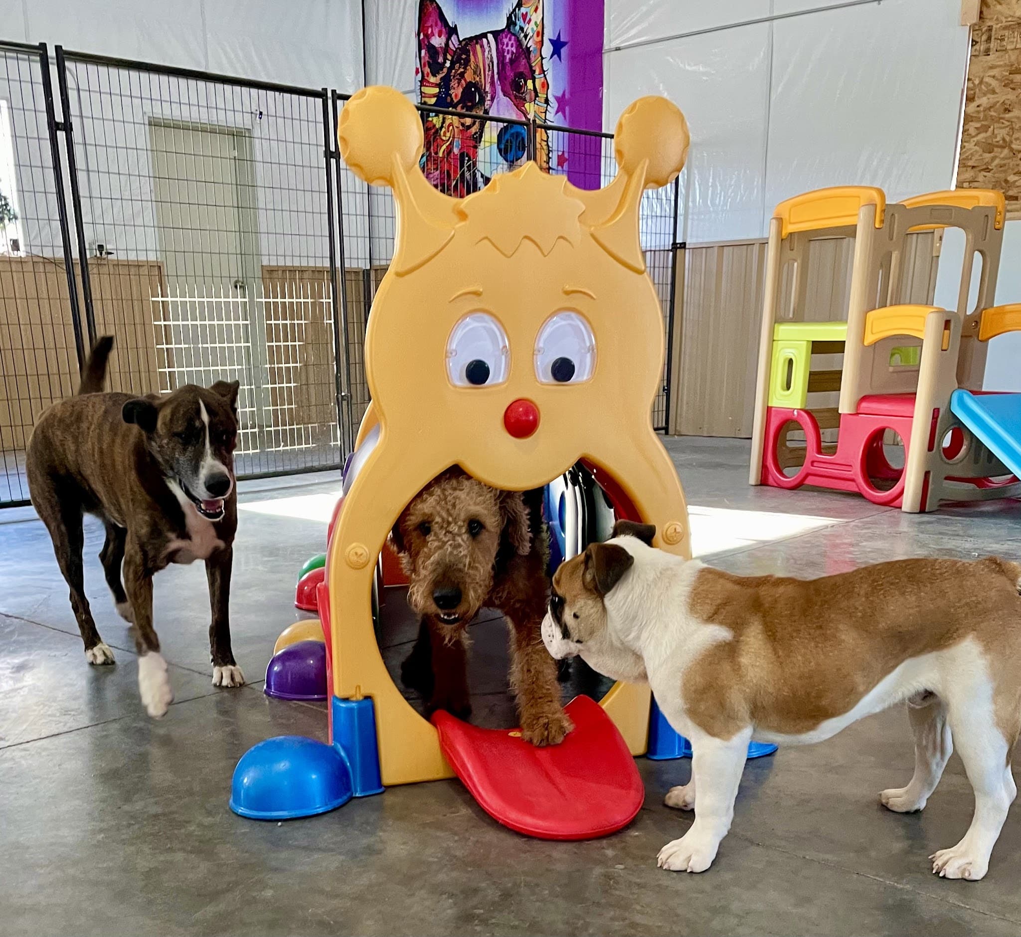 Ruff Dogs - South Fork, CO