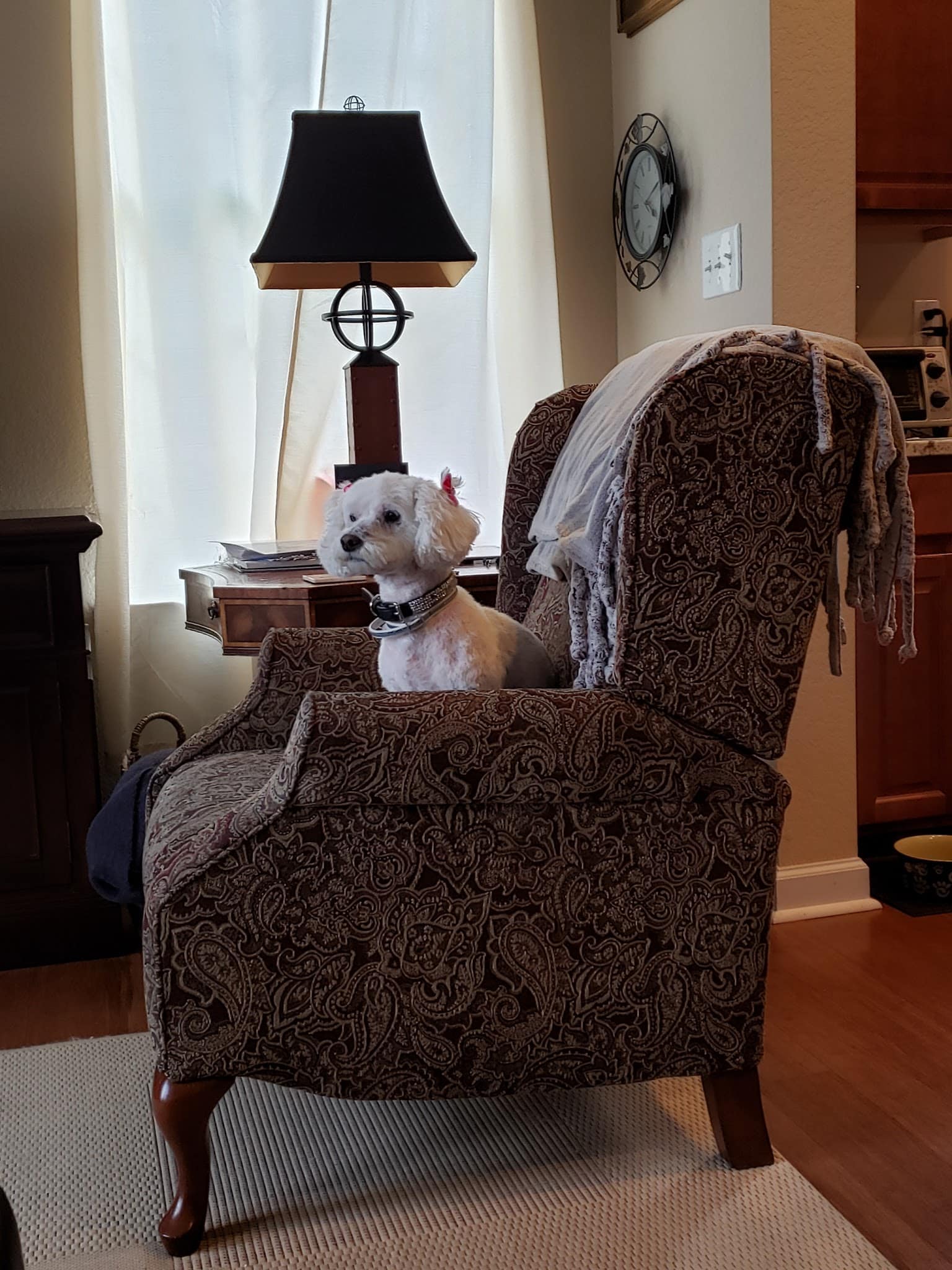 Mainely Puppies Plus - South Paris, ME