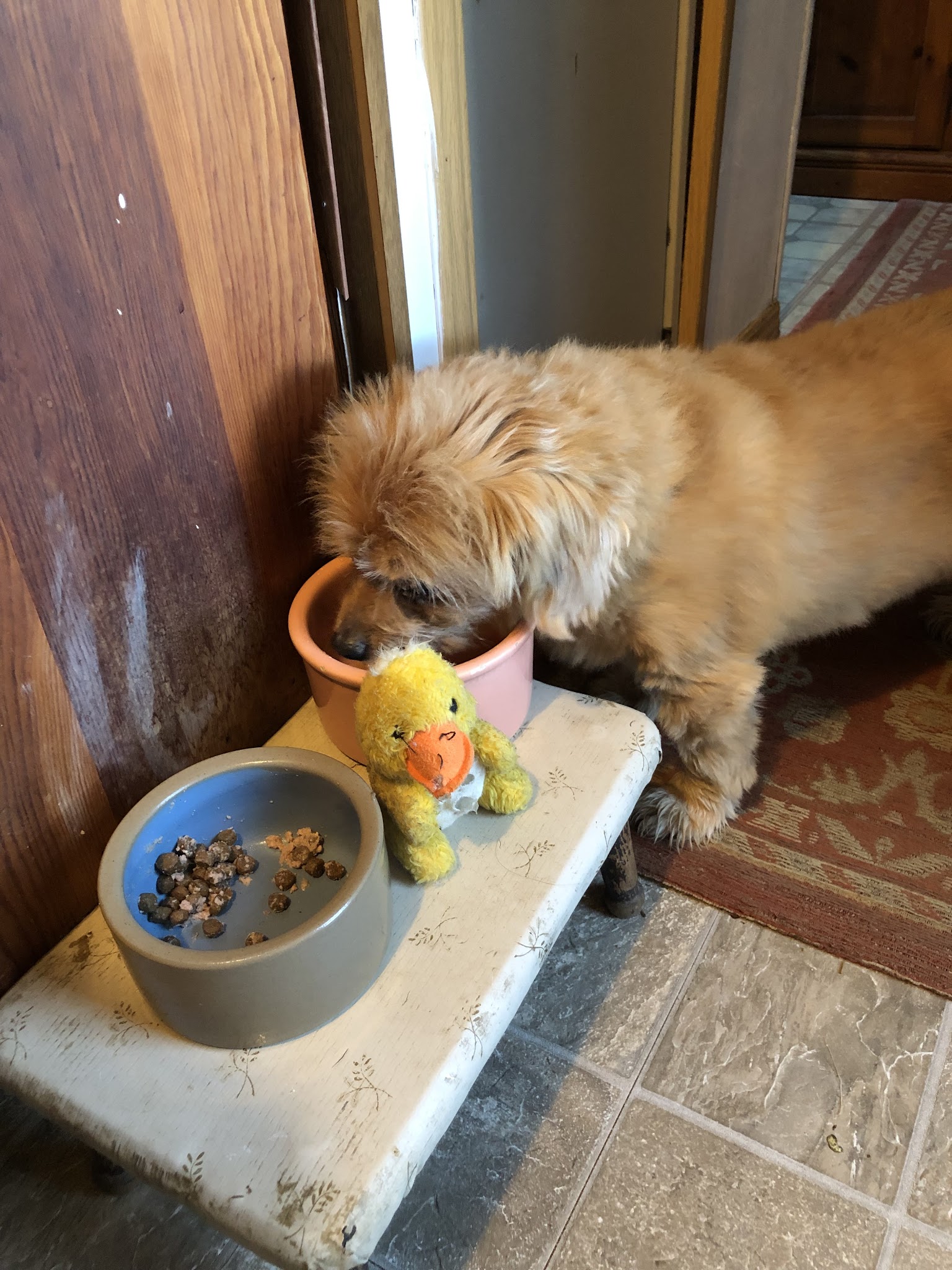 Mainely Puppies Plus - South Paris, ME