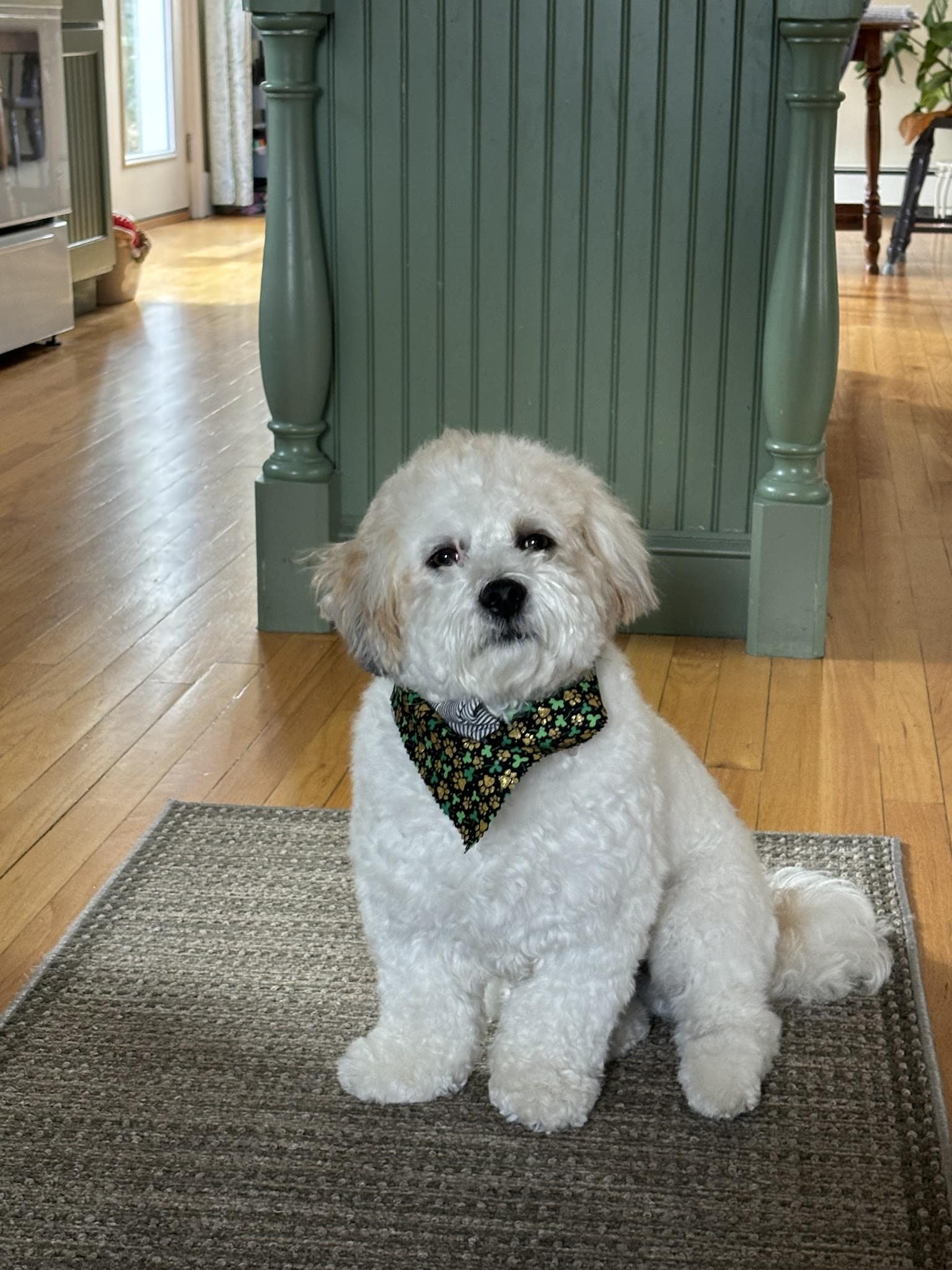 Mainely Puppies Plus - South Paris, ME