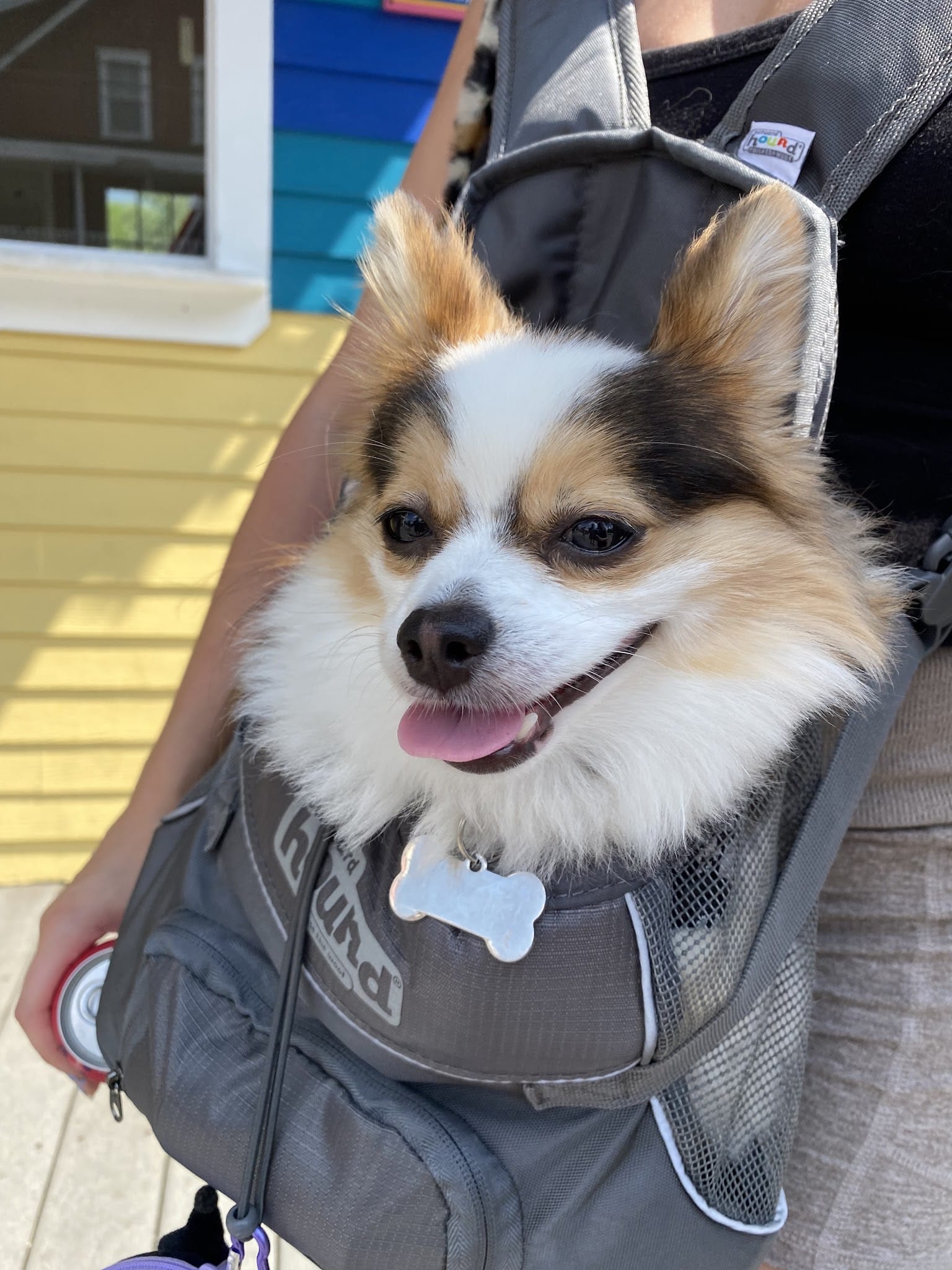 Mainely Puppies Plus - South Paris, ME