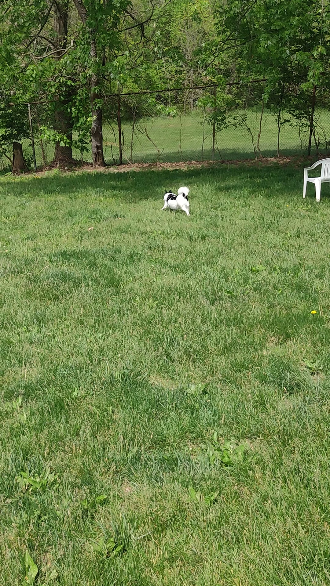 South Park Dog Park - South Park Township, PA