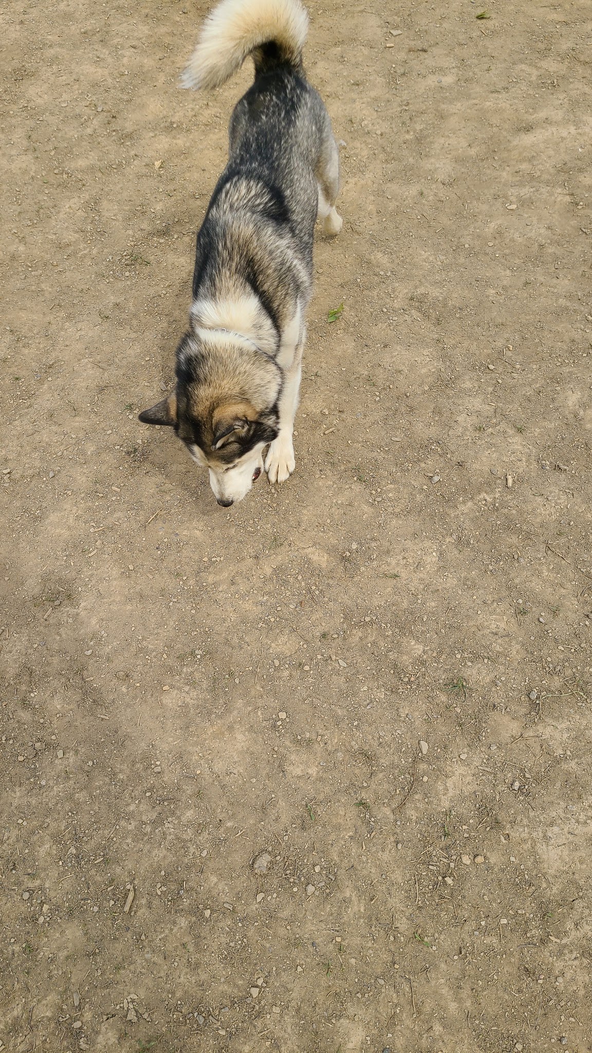 South Park Dog Park - South Park Township, PA