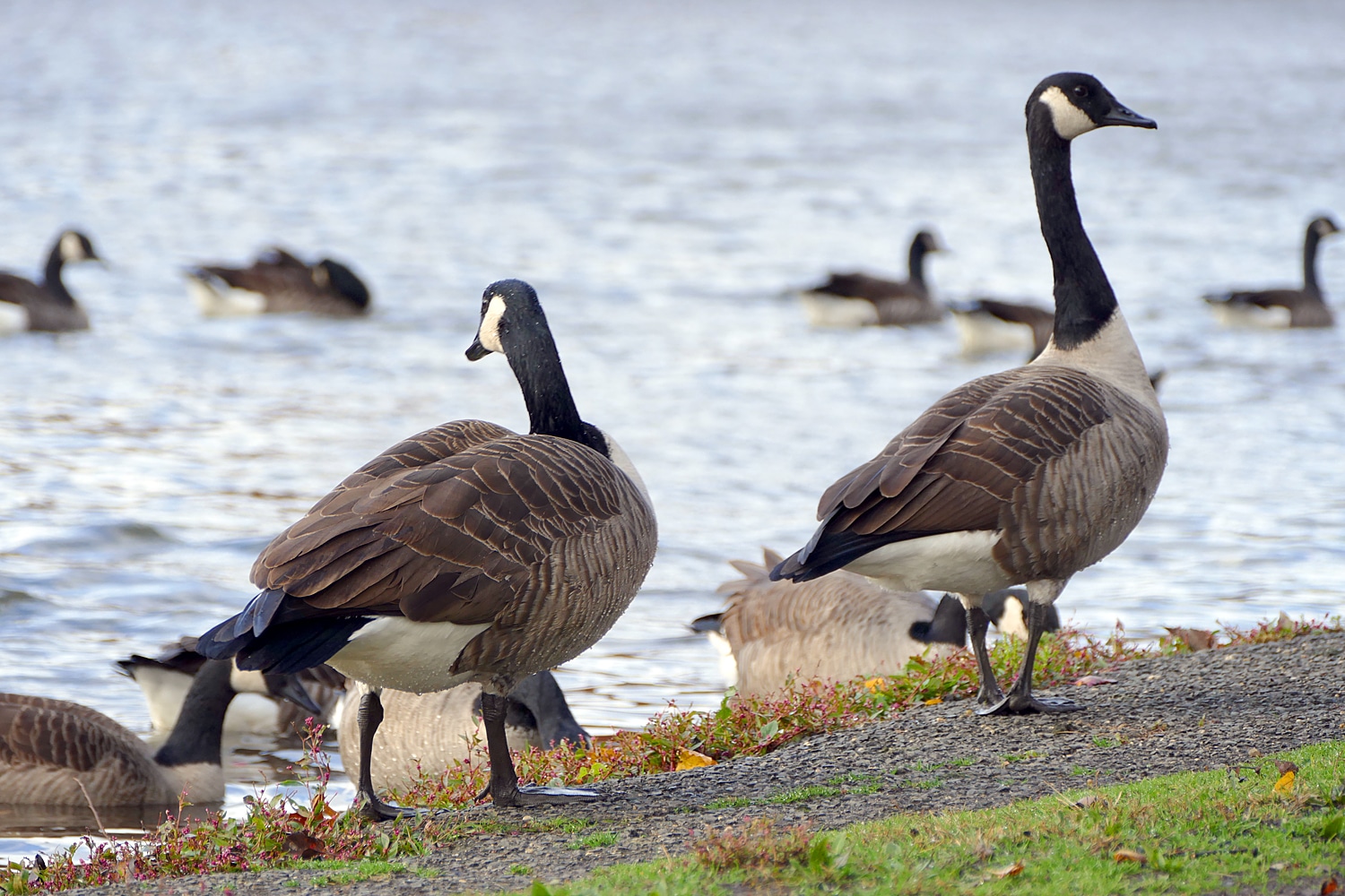 Dailey's Pond Recreation Area - South River, NJ