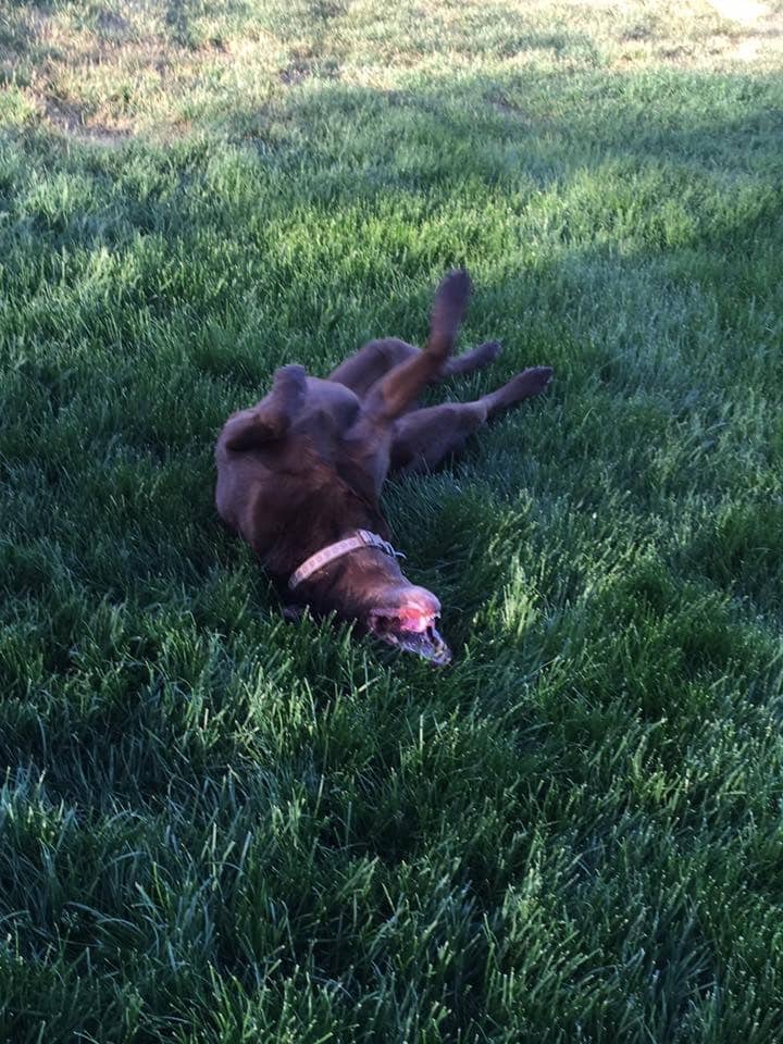 Happy Hounds Dog Park - South Weber, UT