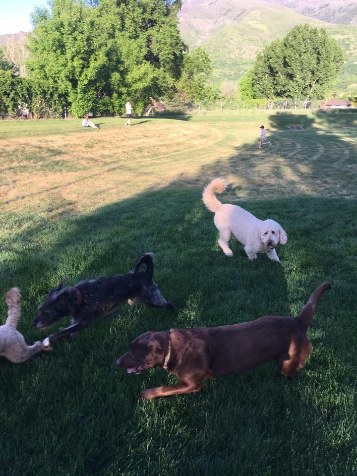 Happy Hounds Dog Park - South Weber, UT
