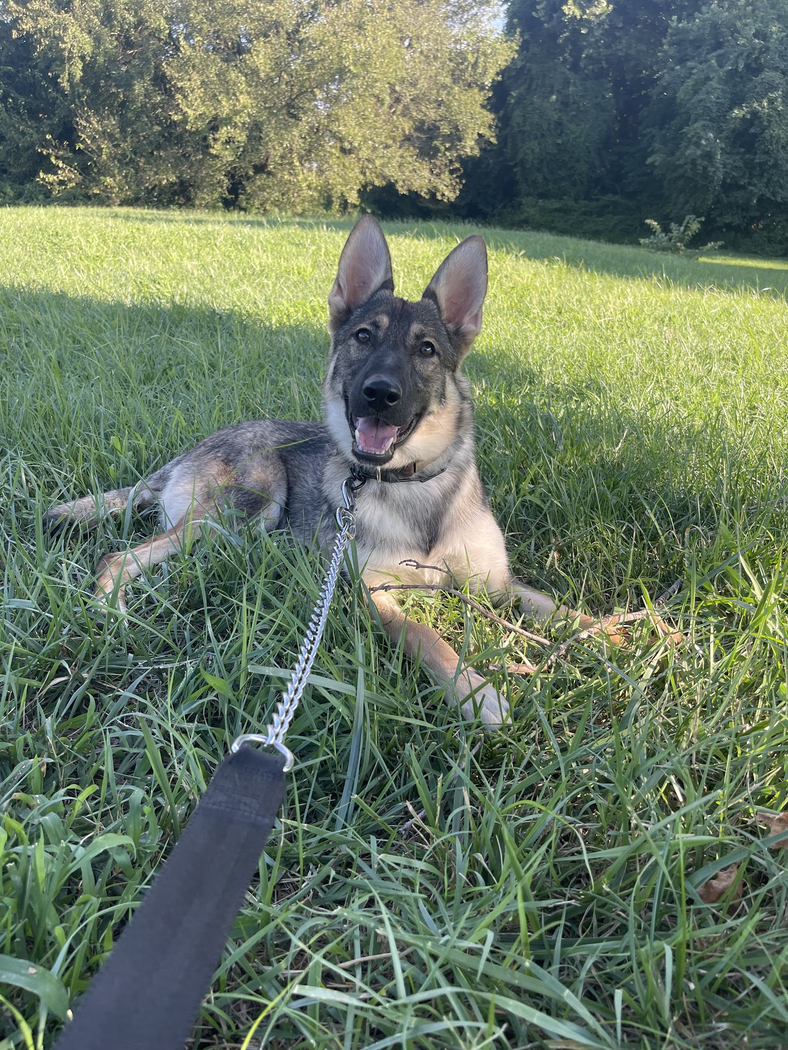 Southern Maryland Canine Academy - ,